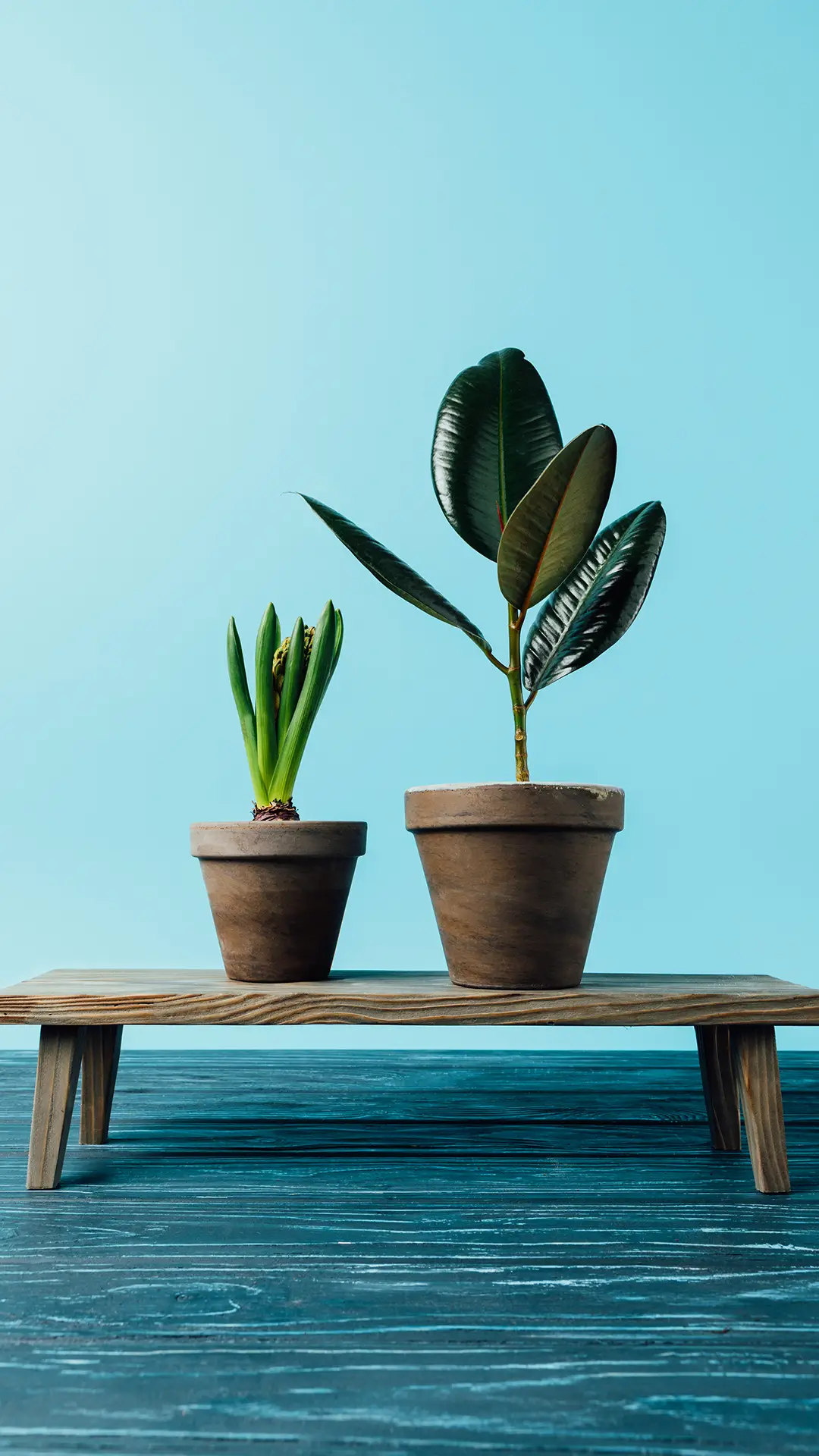 网红绿植-拍信图库