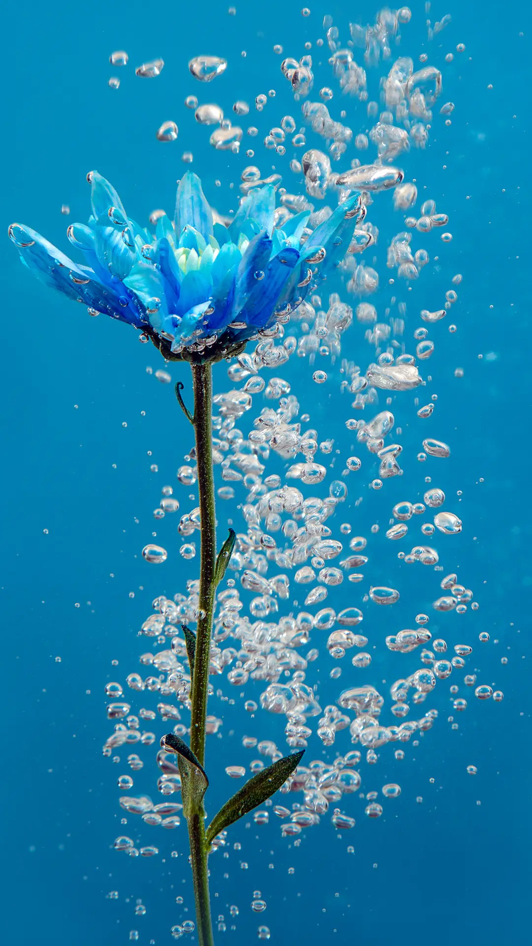 蓝色的花-拍信图库