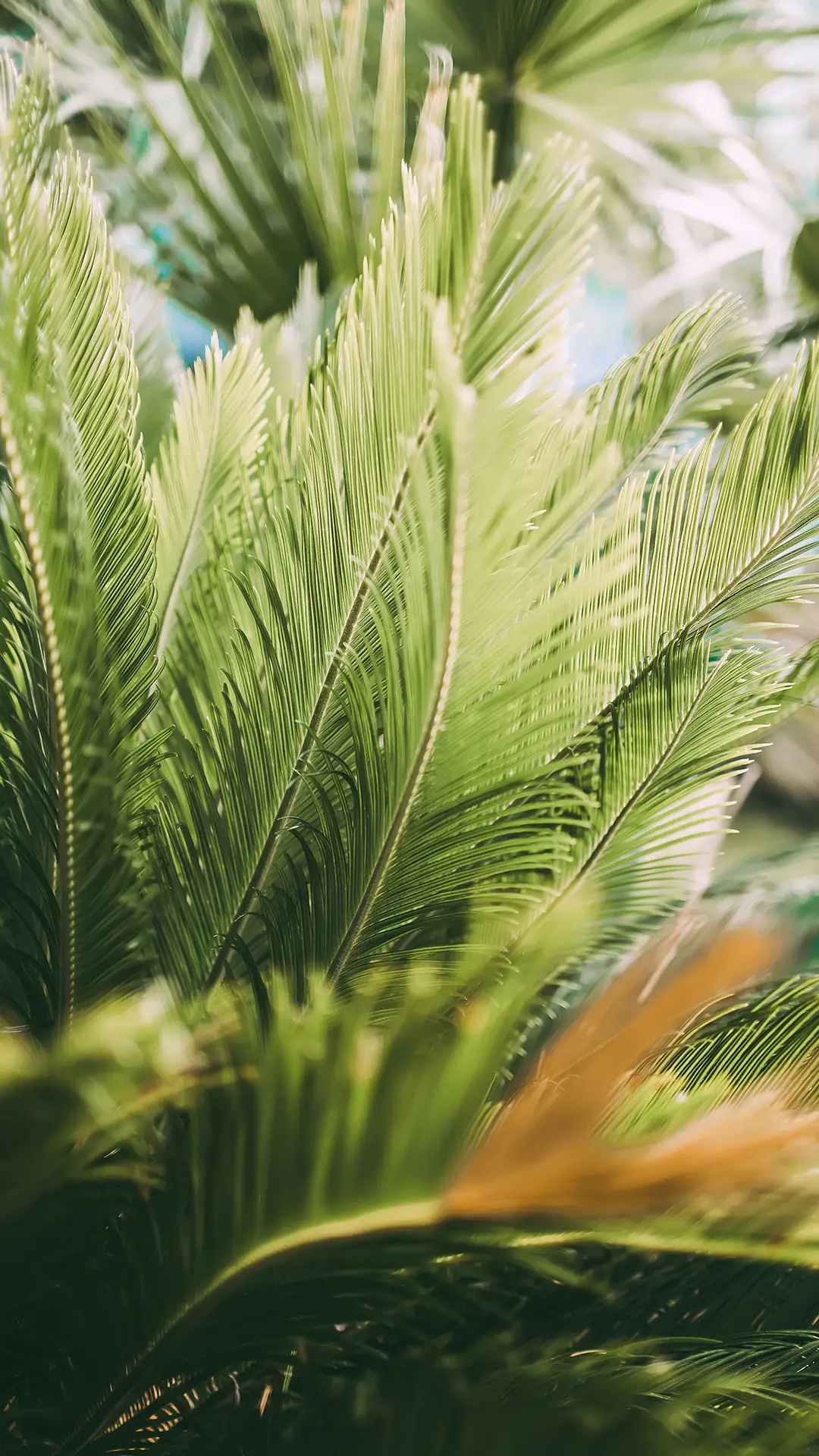 植物-拍信图库 - Screenshot 1