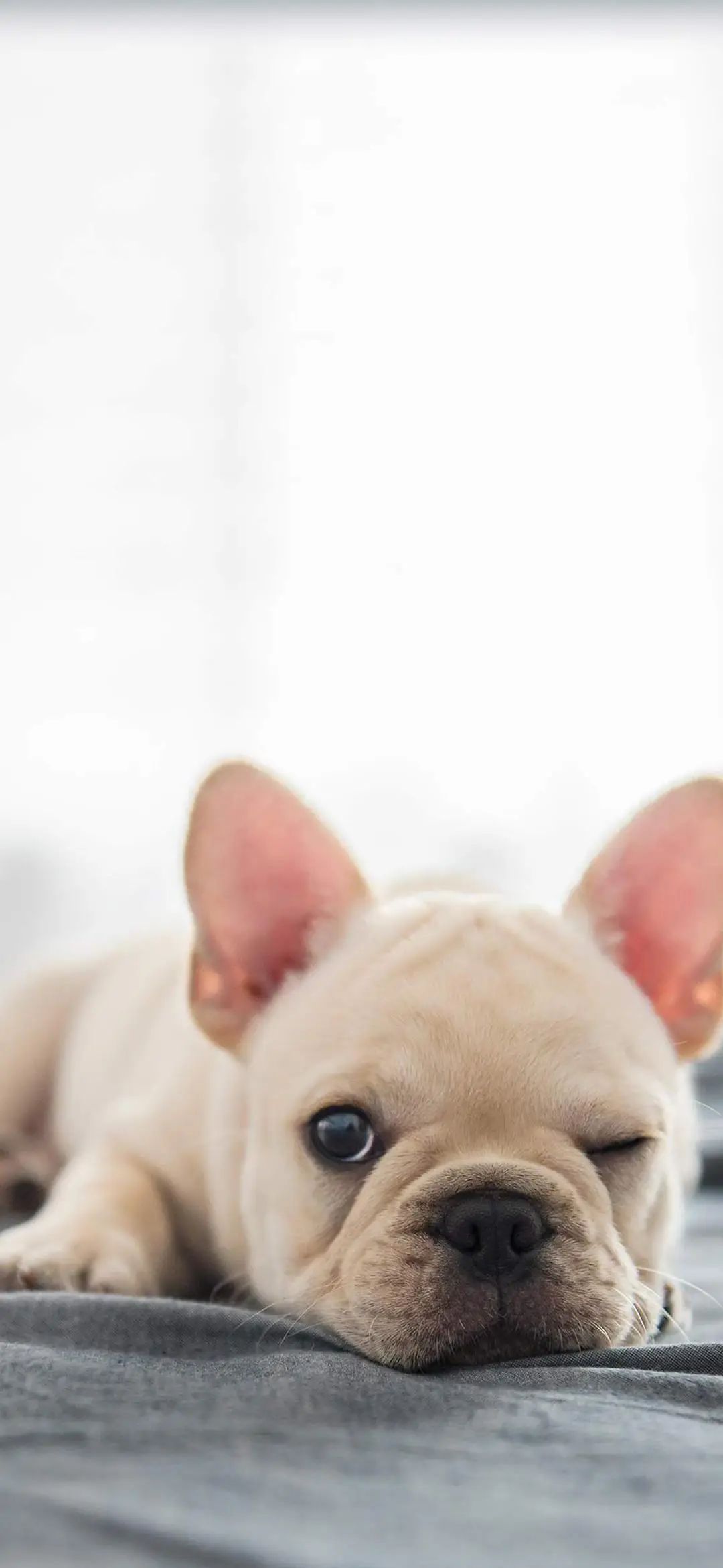 萌汪汪专属幸运-视觉中国