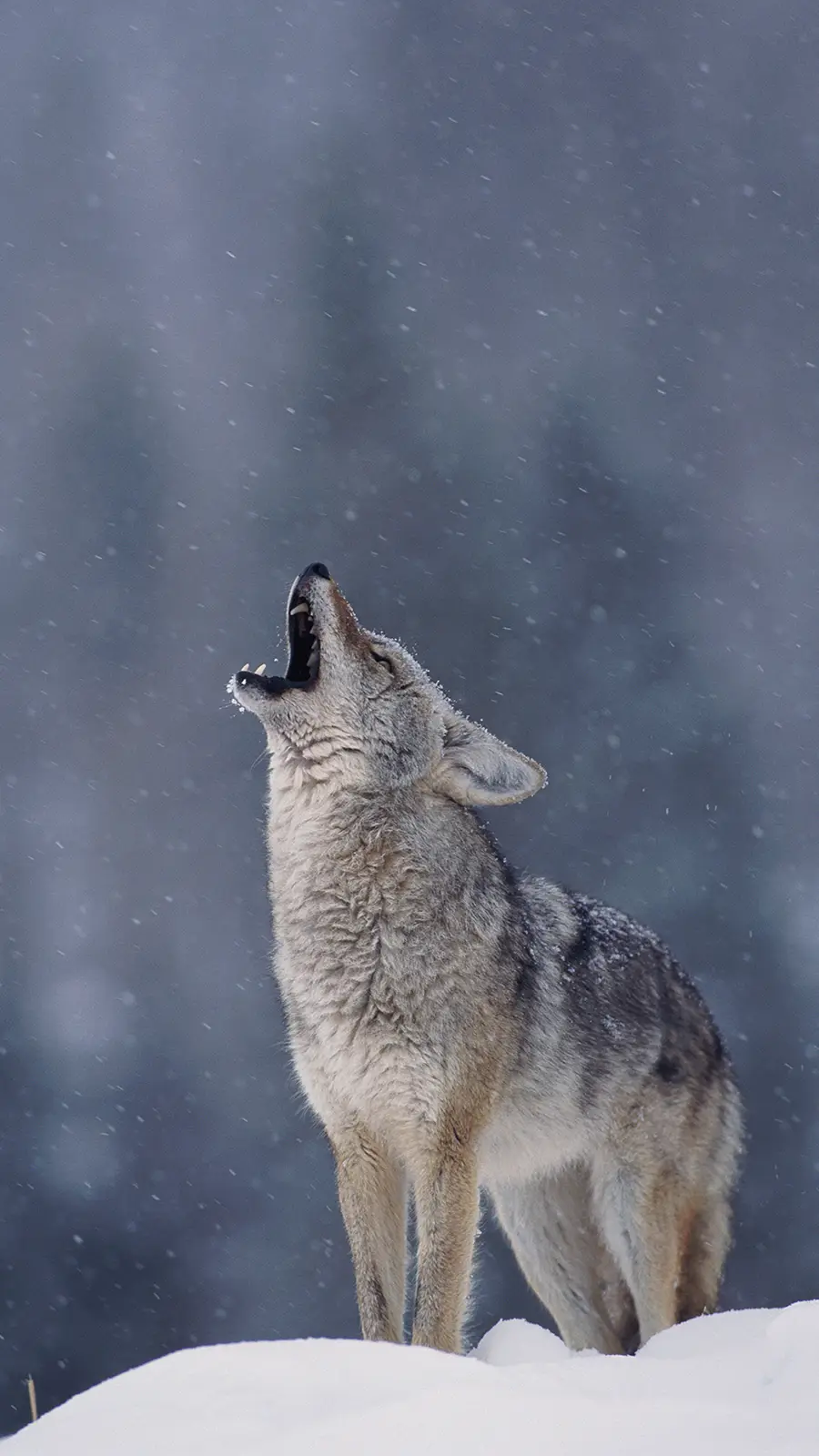 狼声隔远烟 - Screenshot 1