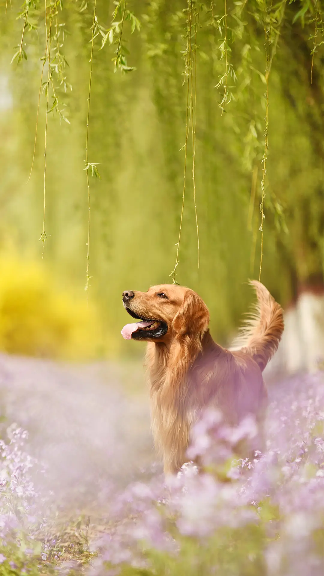 狗狗为什么会歪头看你