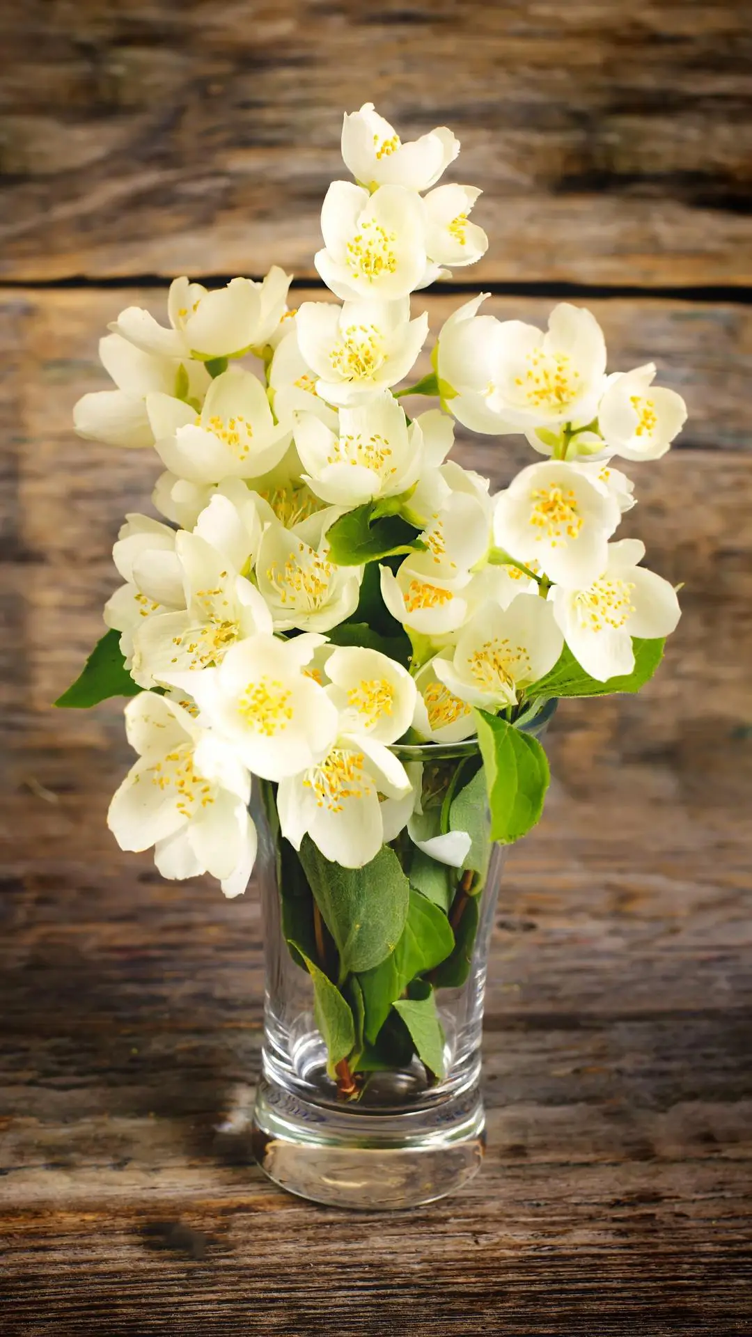 如何让茉莉花香满枝头