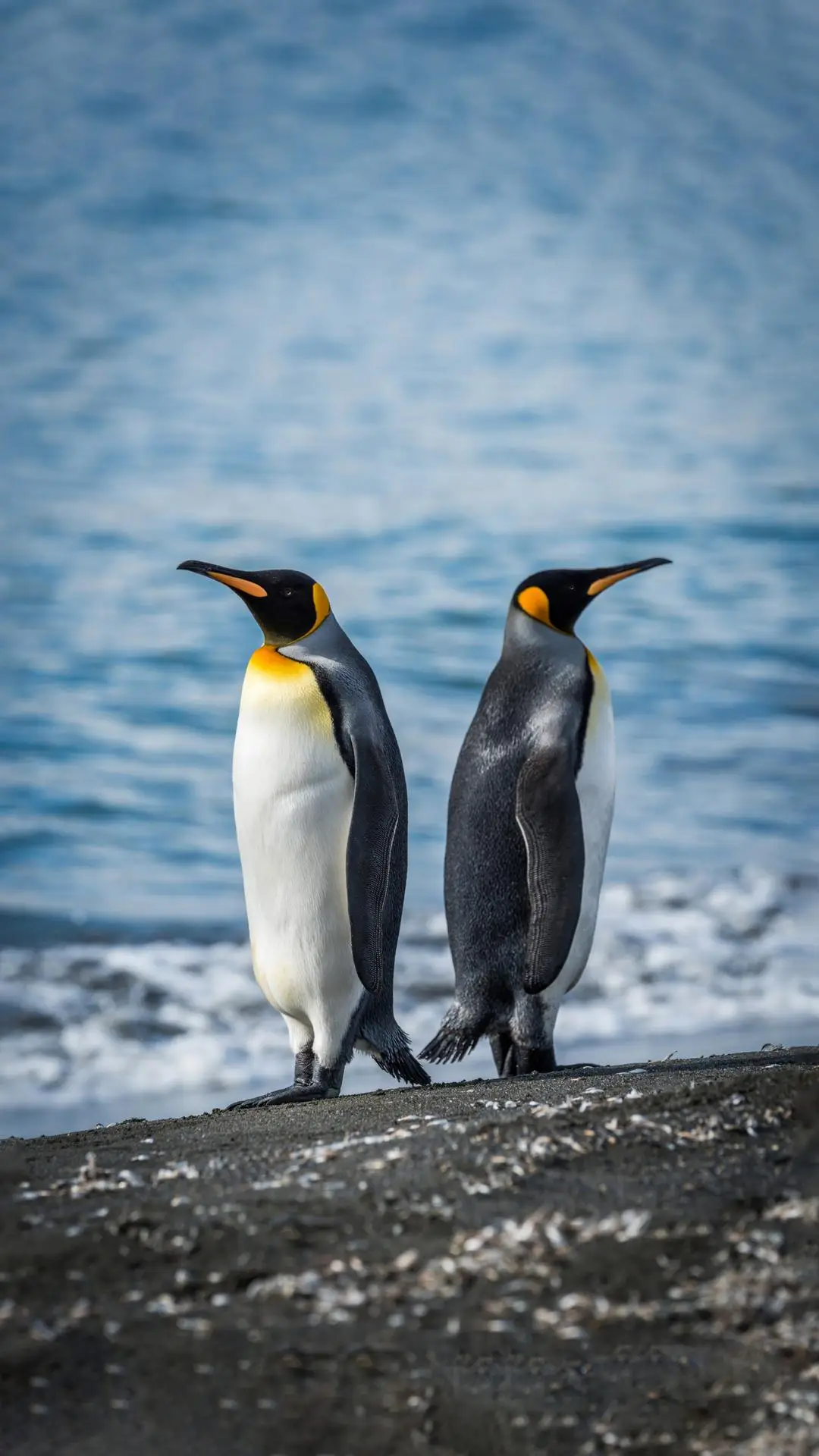 被你忽略的企鹅 - Screenshot 1