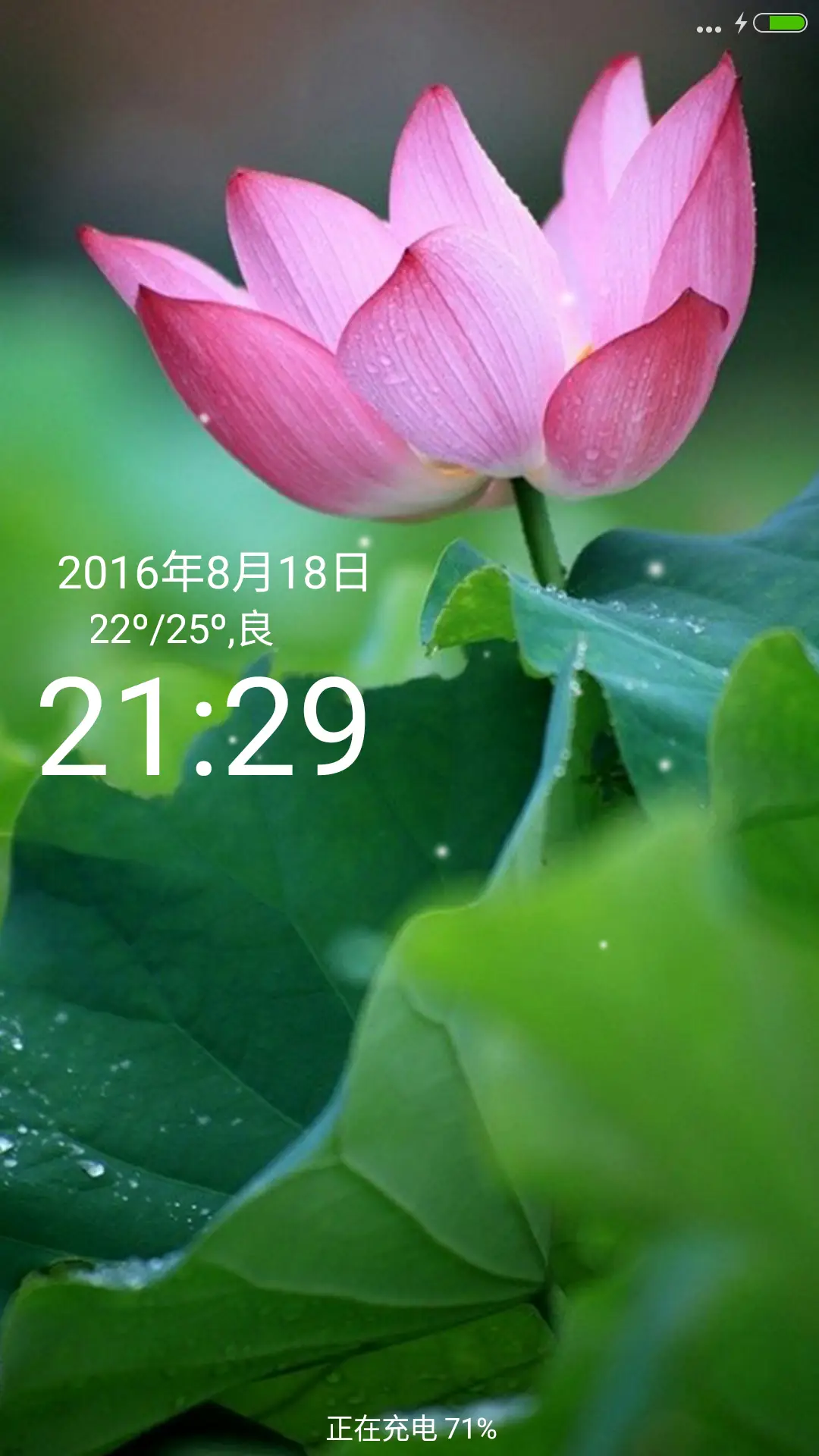 微山湖荷花（高清壁纸)