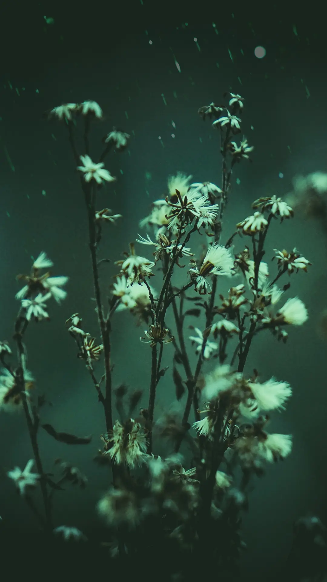 炫彩壁纸-拍信图库 - Screenshot 1