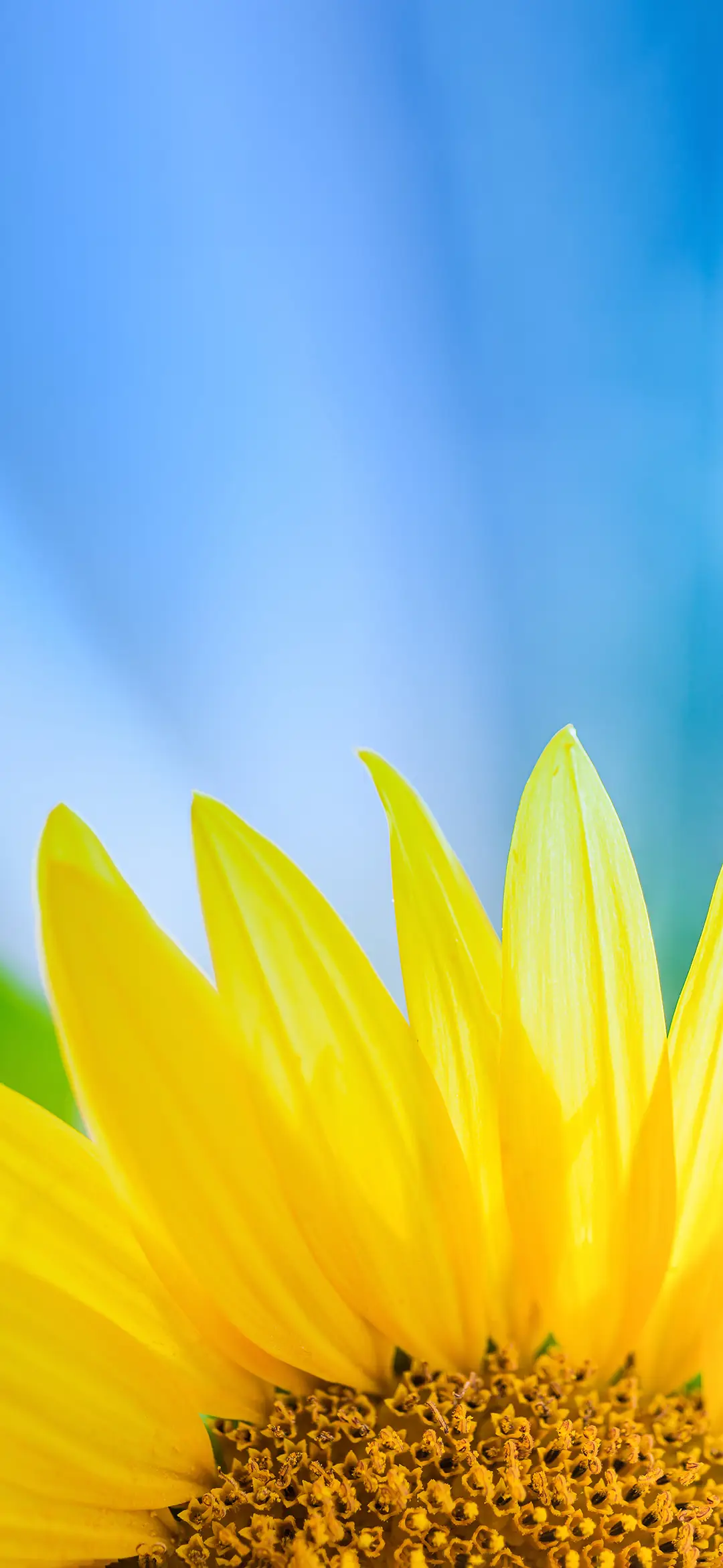 美好向日葵壁纸 -锐景创意 - Screenshot 1