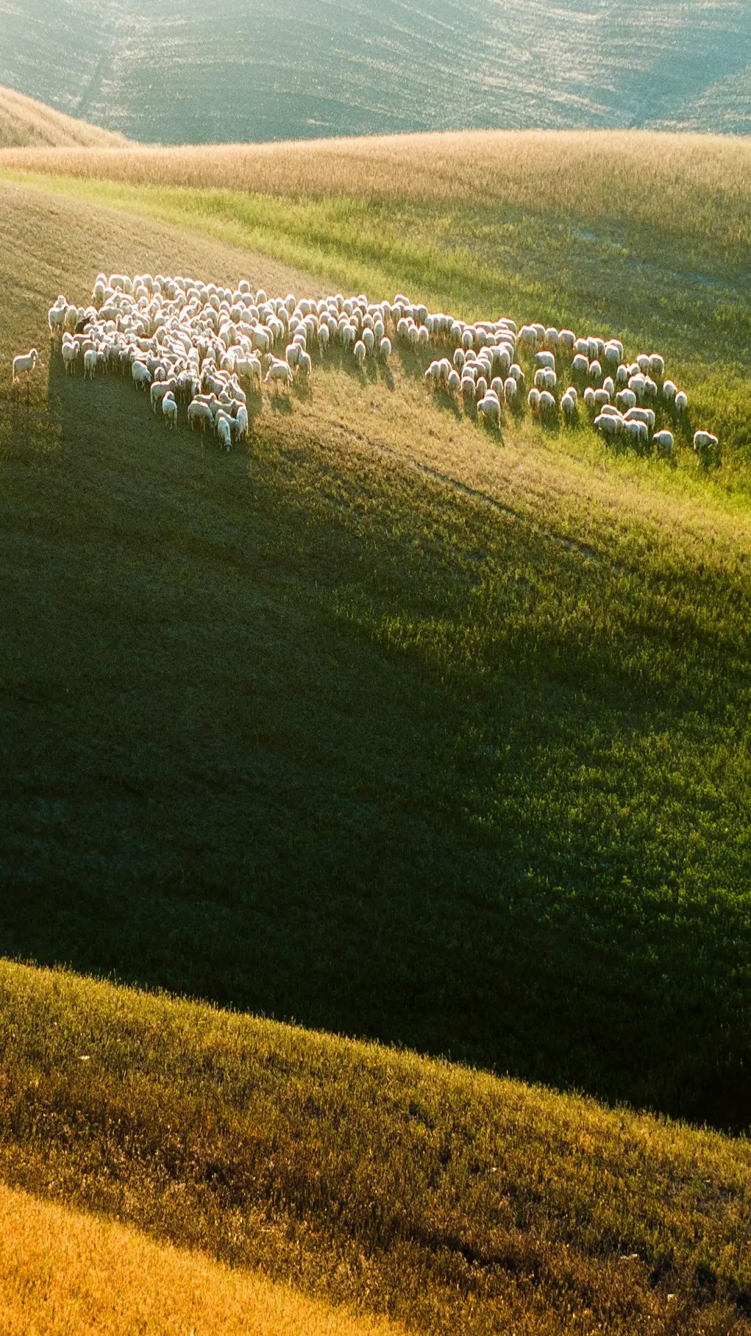 绿色草原-拍信图库