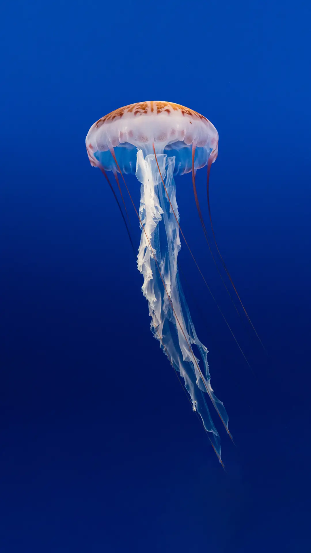 独特的水母-锐景创意