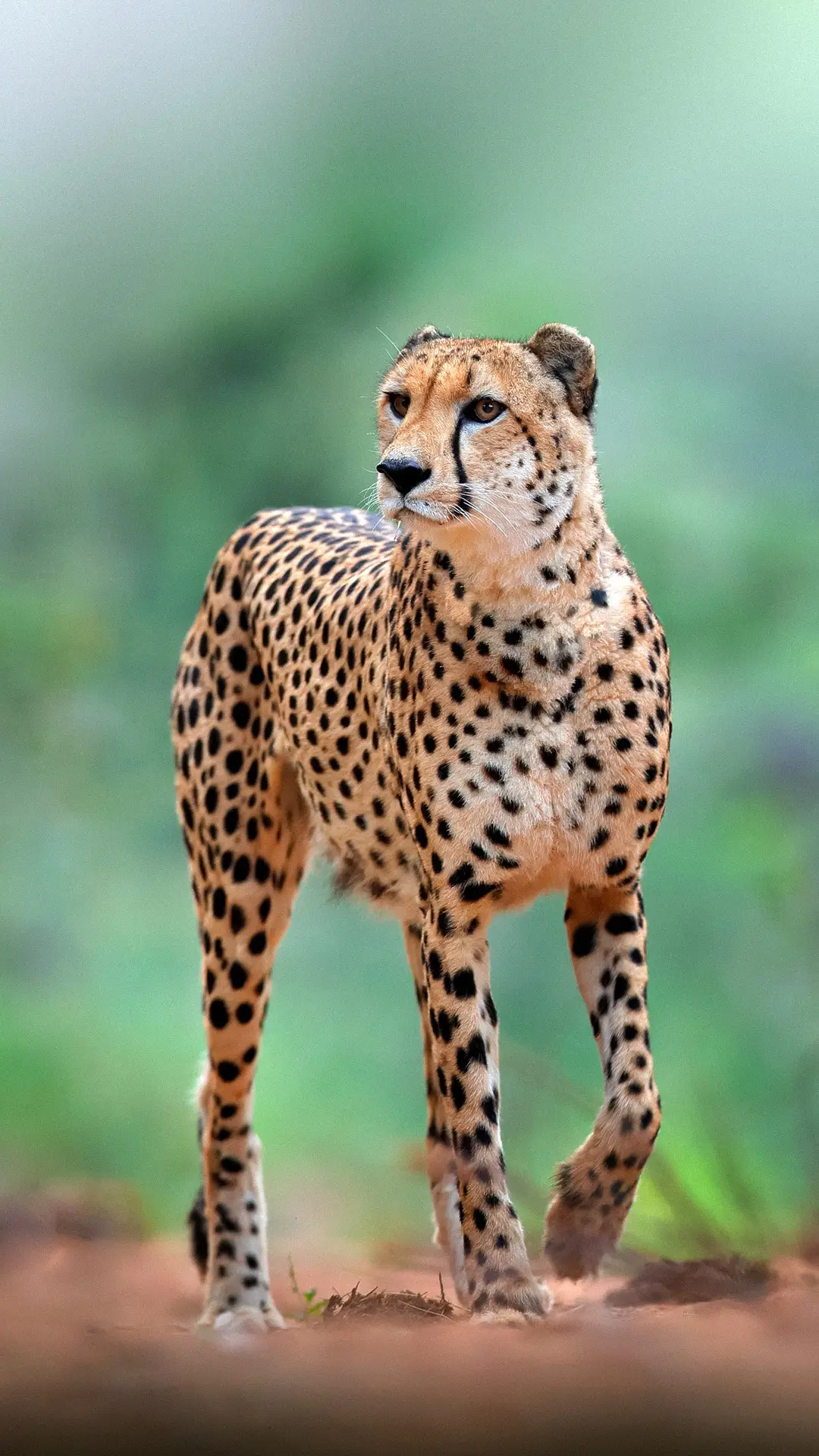 猎豹的艰难非洲生活