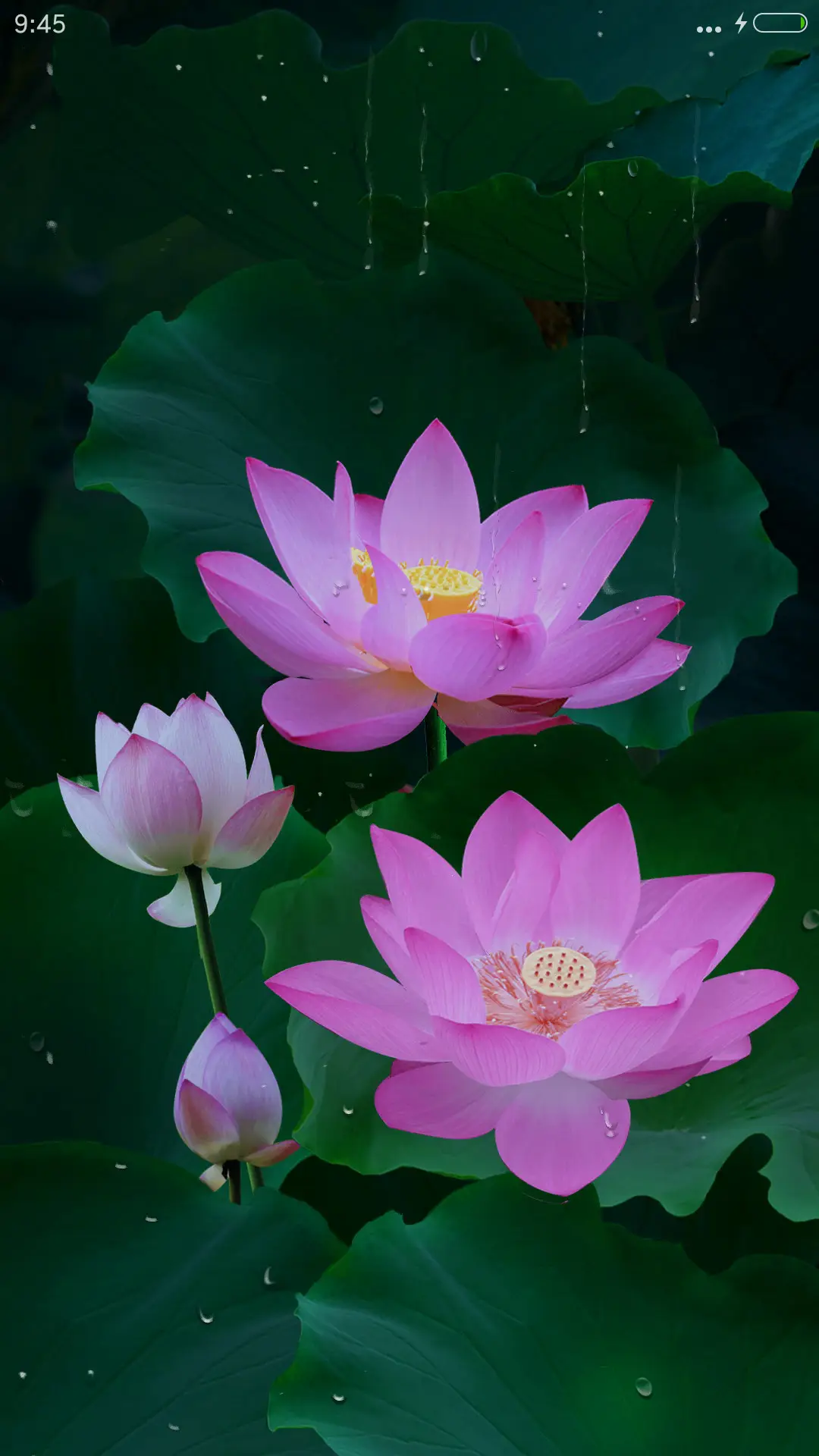 唯美荷花 - Screenshot 1