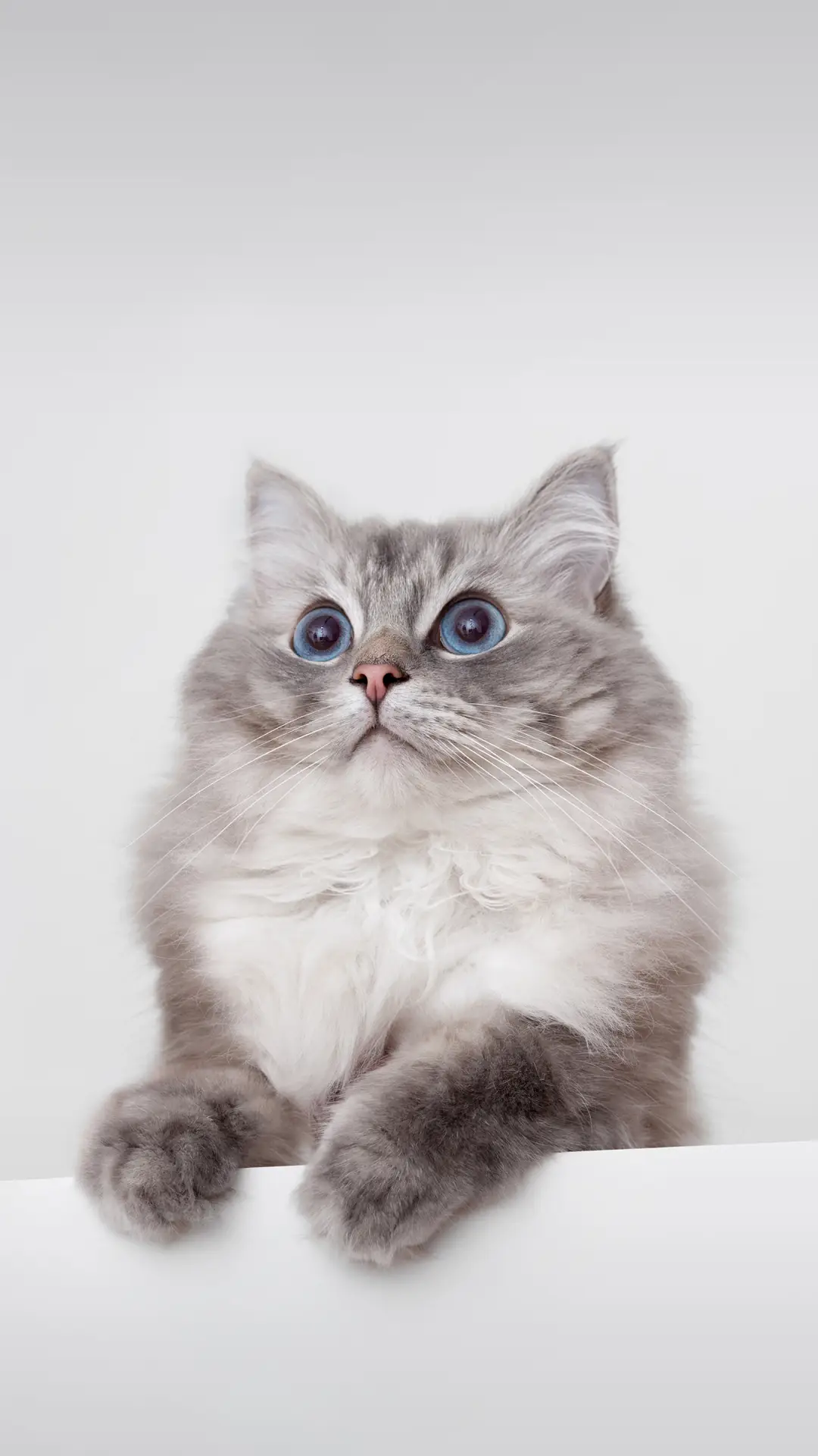 学猫叫能和猫沟通吗 - Screenshot 1