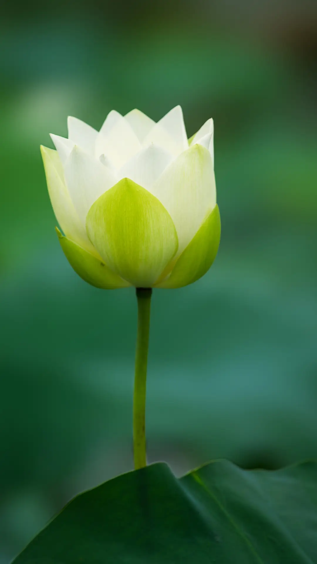 美丽的花朵-拍信图库 - Screenshot 1