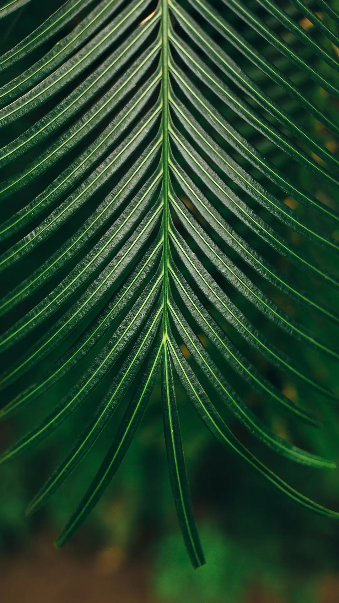 绿色植物-拍信图库