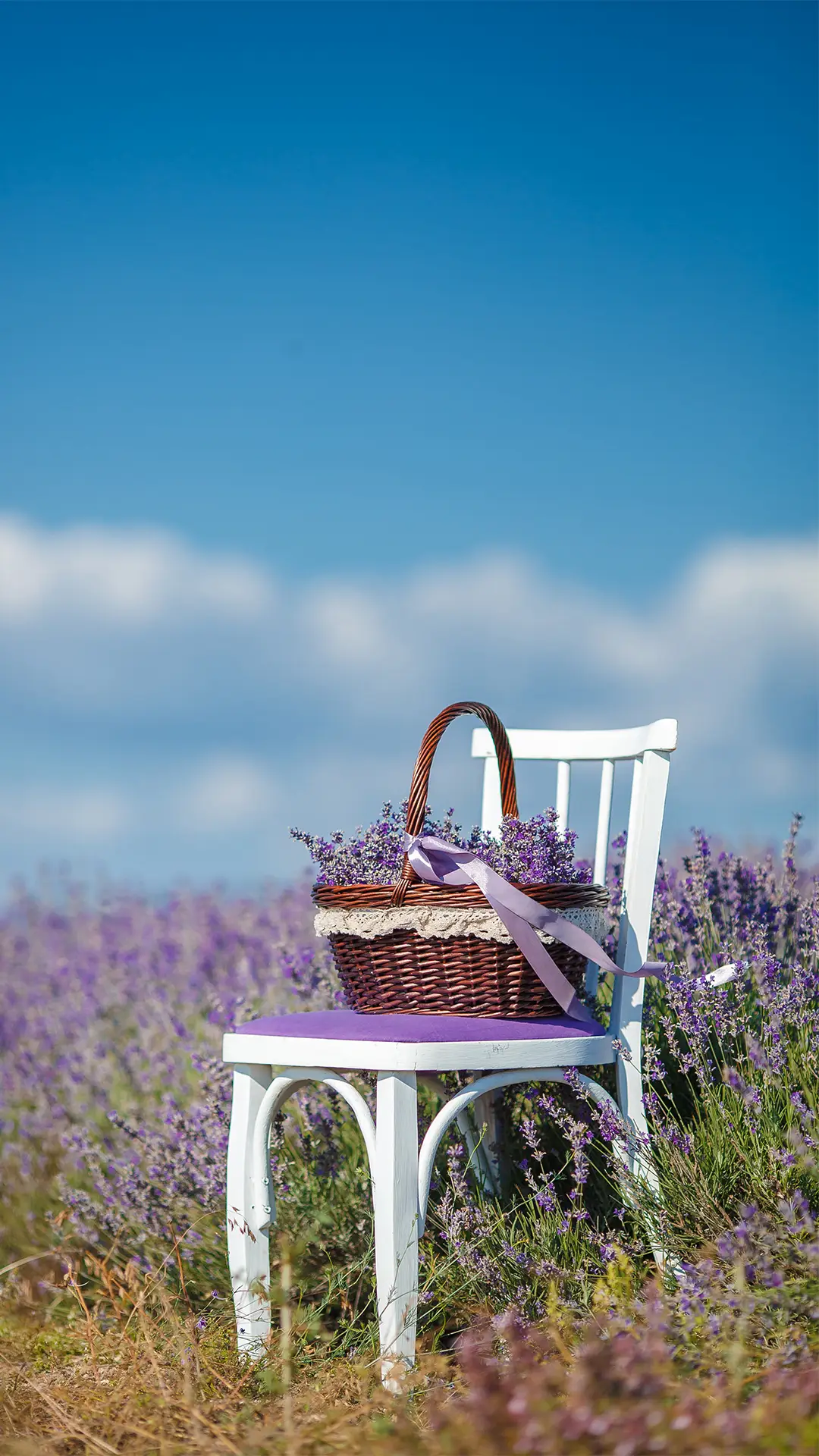 唯美壁纸-拍信图库