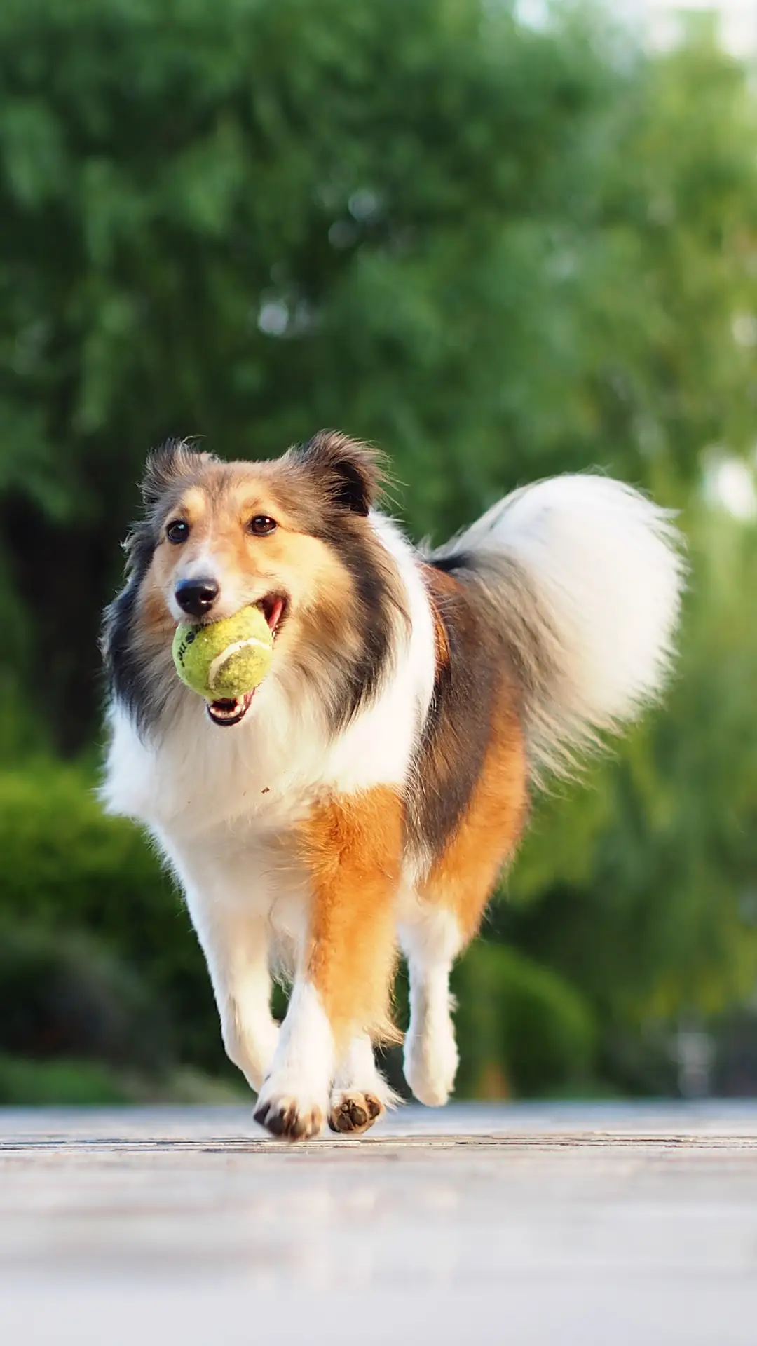 可爱的宠物-锐景创意