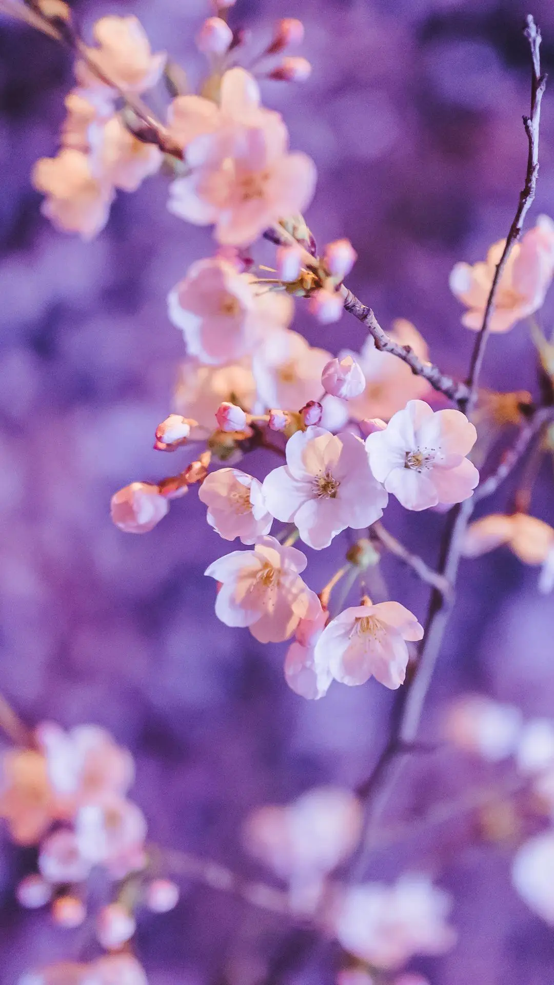 樱花桃花傻傻分不清