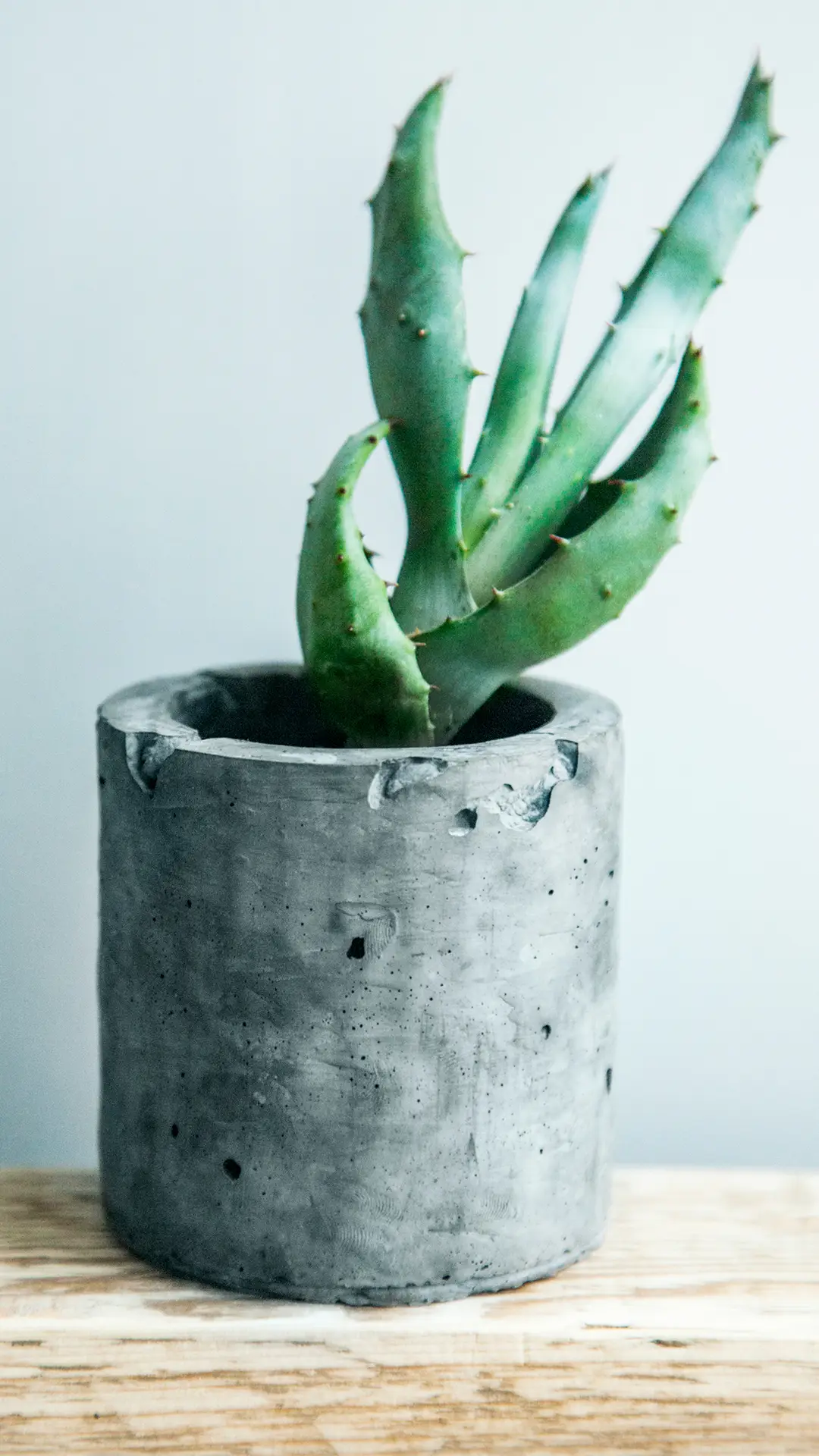 小绿植-锐景创意