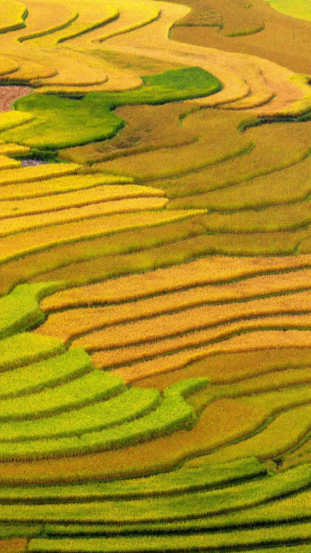 梯田-拍信图库 - Screenshot 1