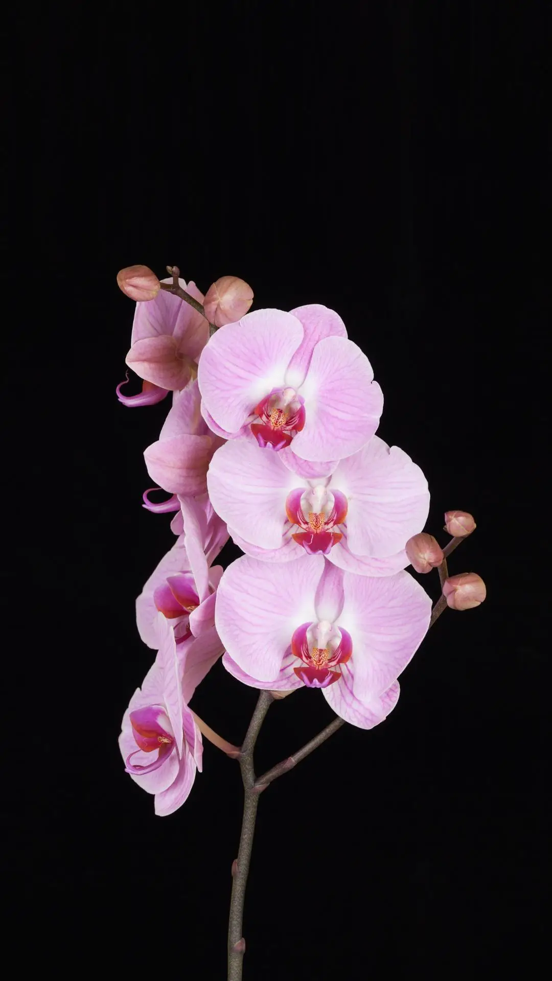 兰花 “花中香祖” - Screenshot 1