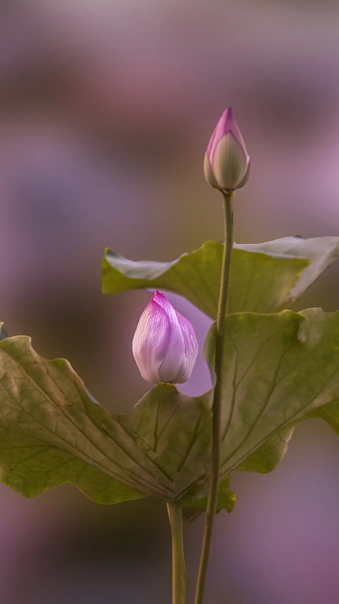 植物荷尔蒙壁纸-锐景创意