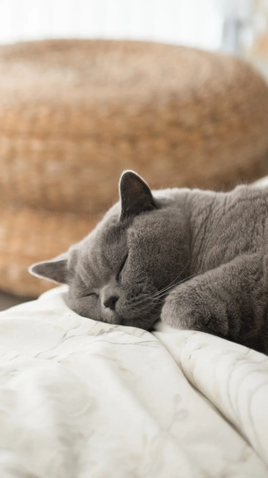 和猫咪一起睡觉好吗 - Screenshot 1