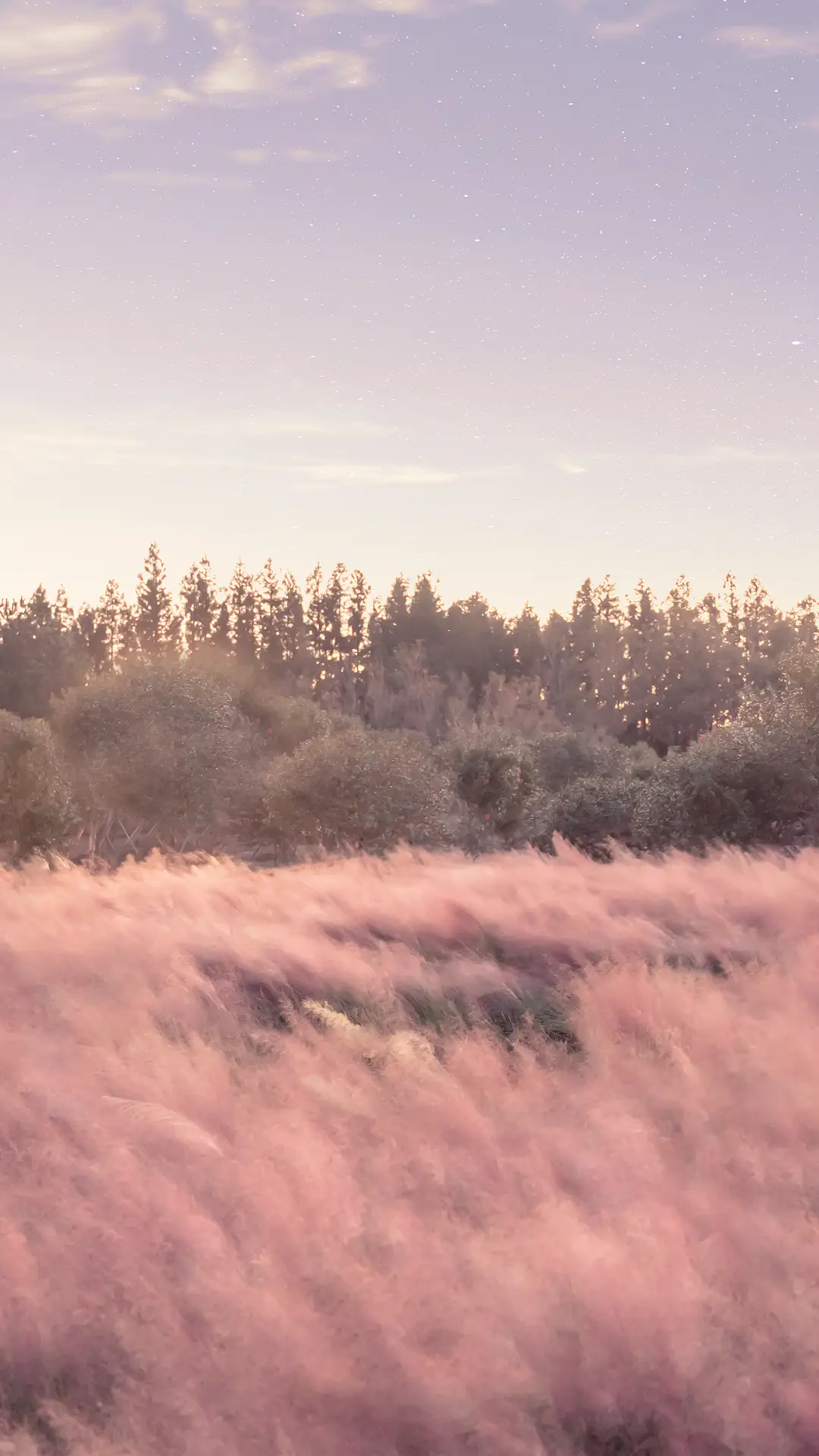 秋日芦苇岸-拍信图库