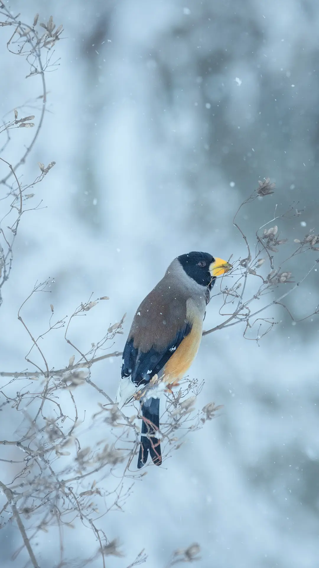 雪中枝头 一鸟独立 - Screenshot 1