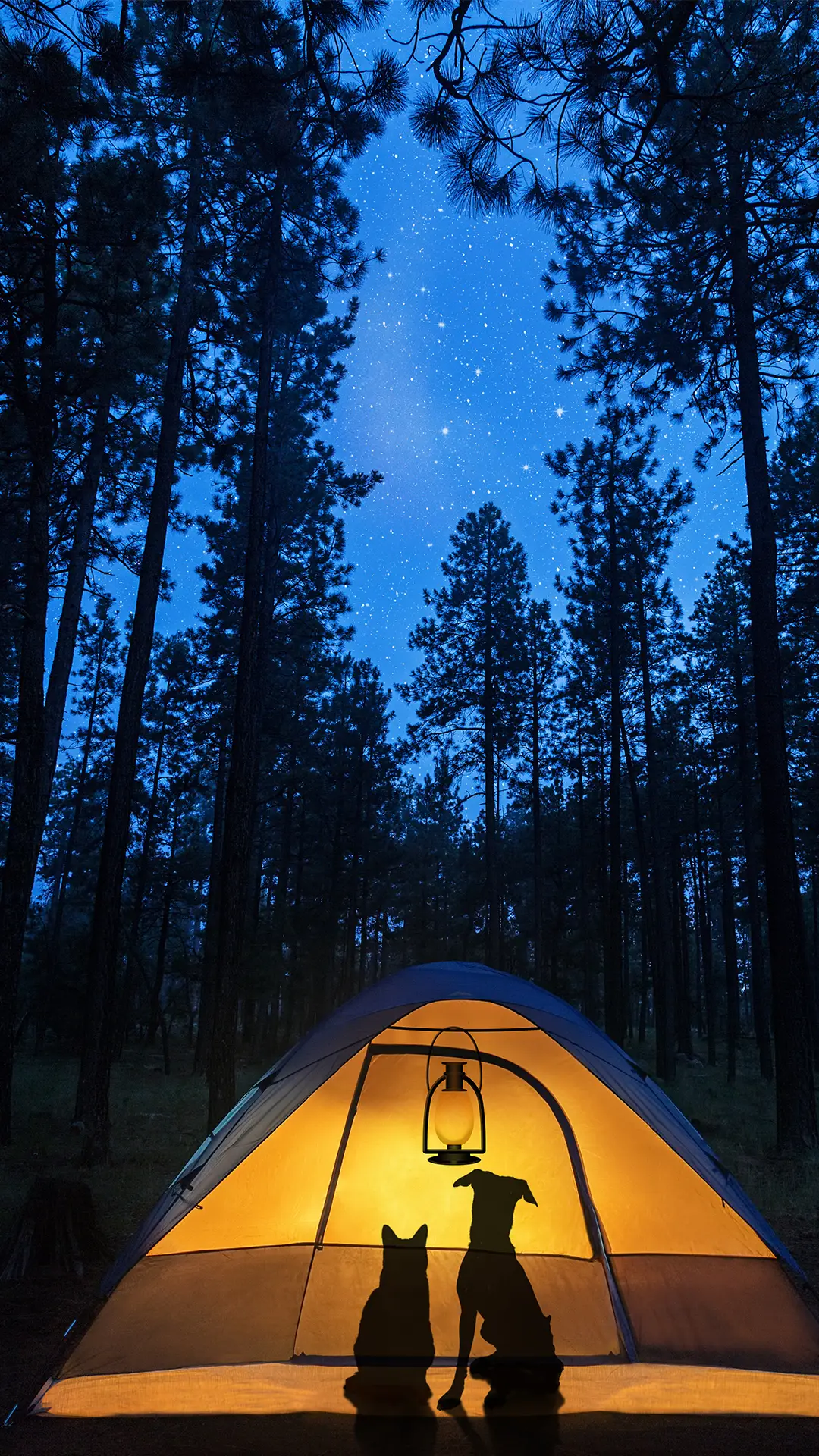 露营-锐景创意 - Screenshot 1