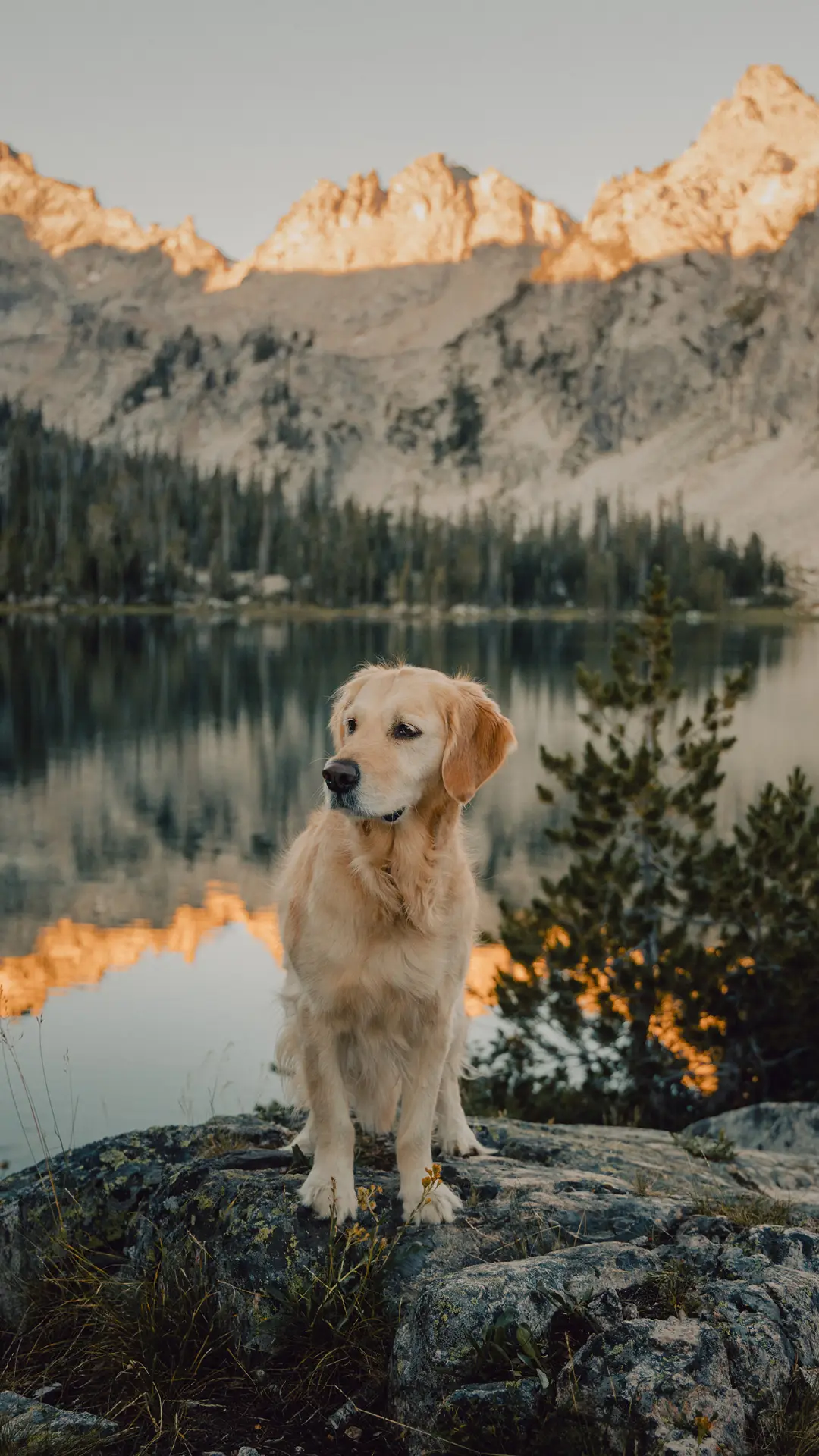 流浪狗如何救治？