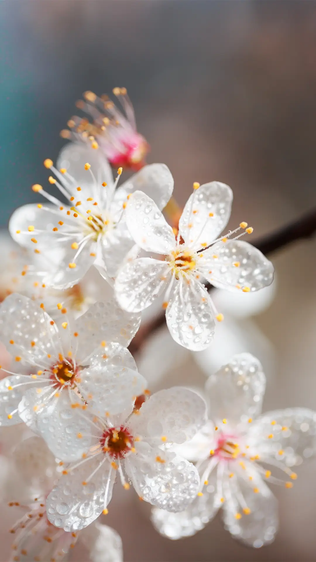 春日风光-拍信图库