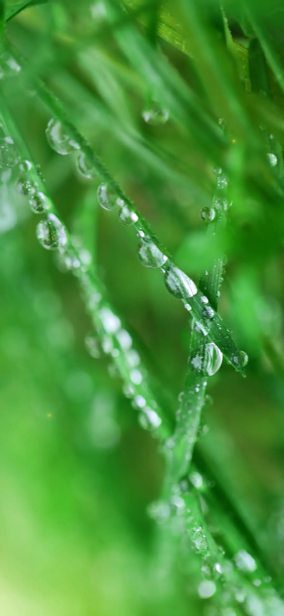 绿色护眼水滴植物壁纸-锐景创意