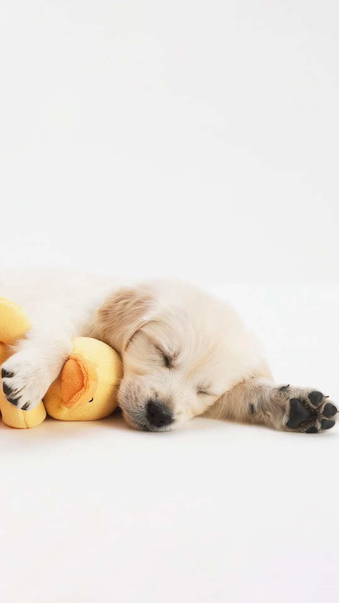 有一种萌叫金毛 - Screenshot 1