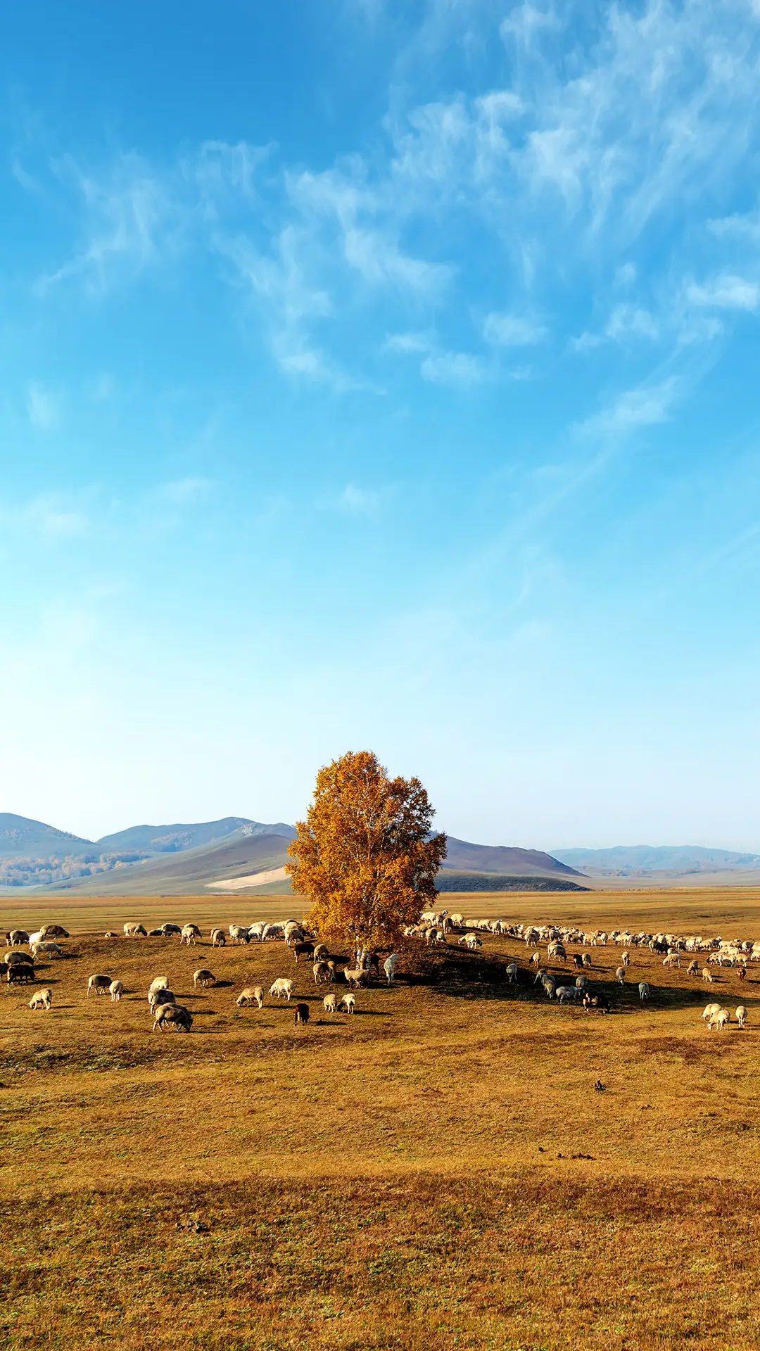 有一种旅行叫看世界