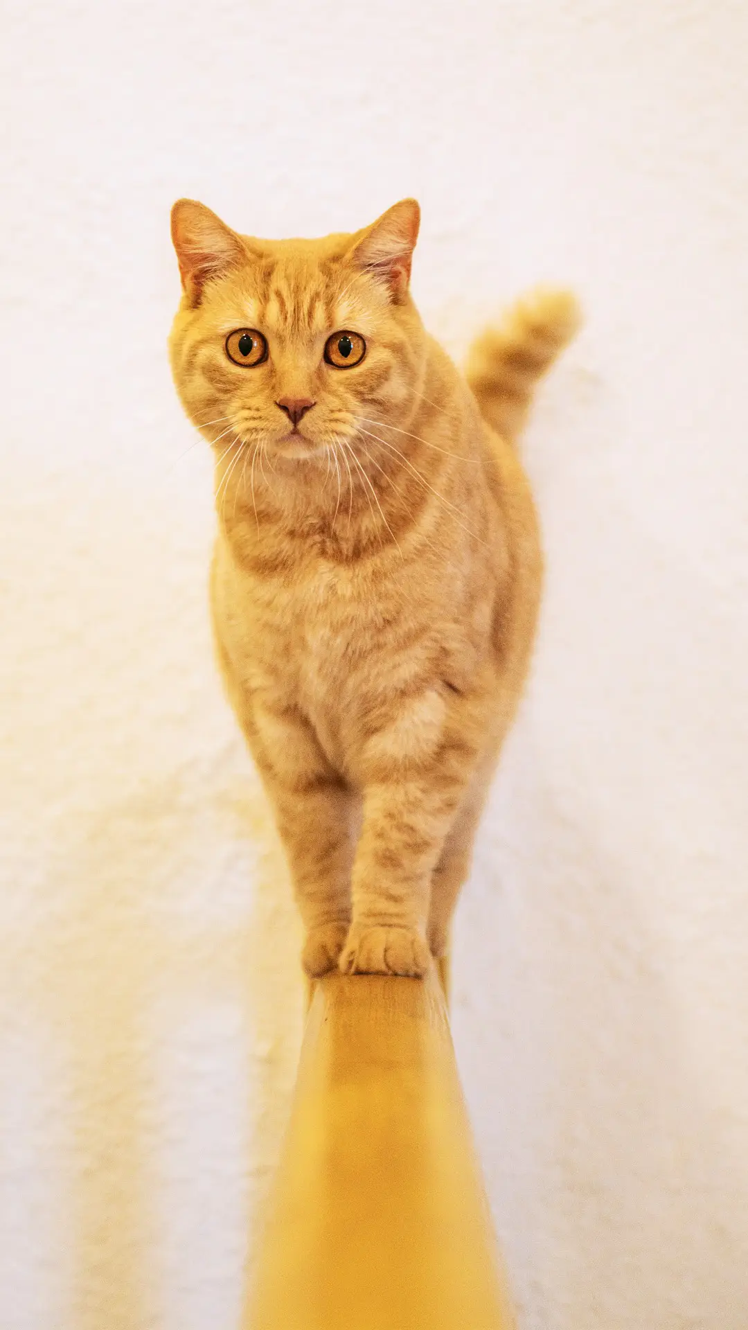 橘猫易变胖的原因