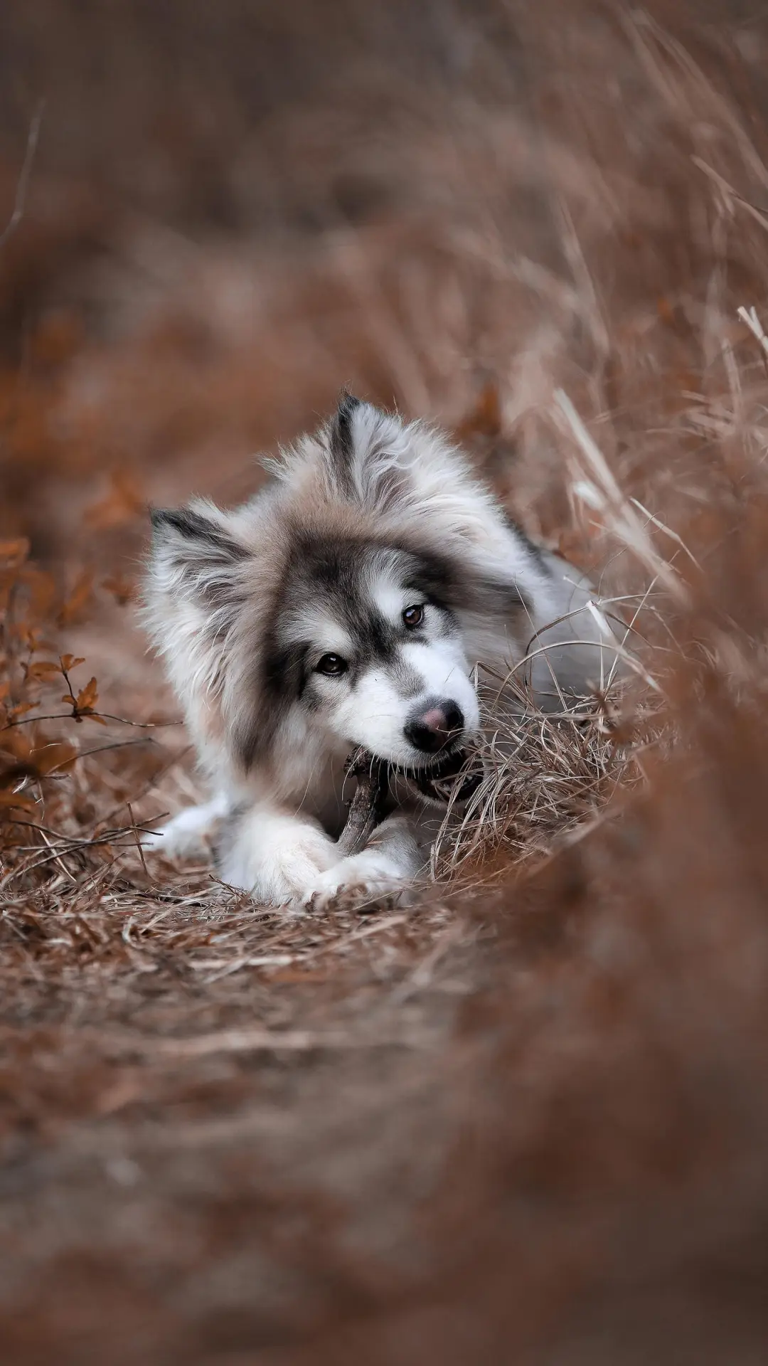 狗狗乱舔人怎么办 - Screenshot 1