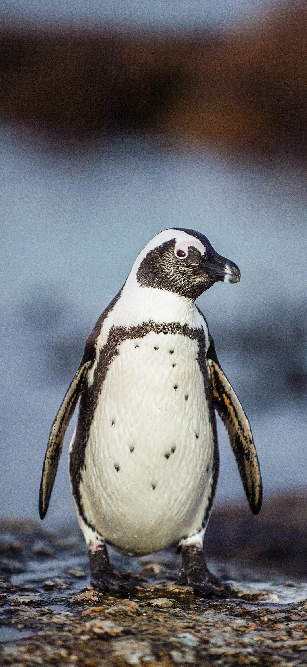 企鹅天团-拍信图库