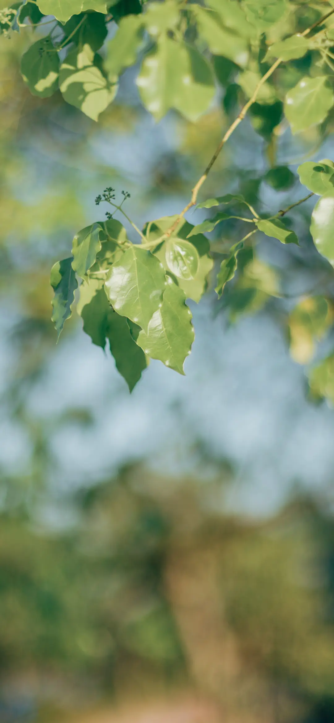 护眼绿植壁纸-锐景创意