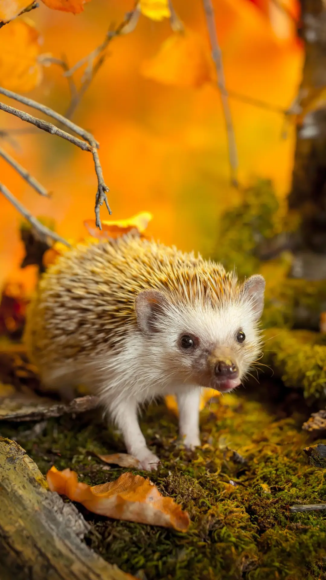 刺猬中的“小侏儒” - Screenshot 1