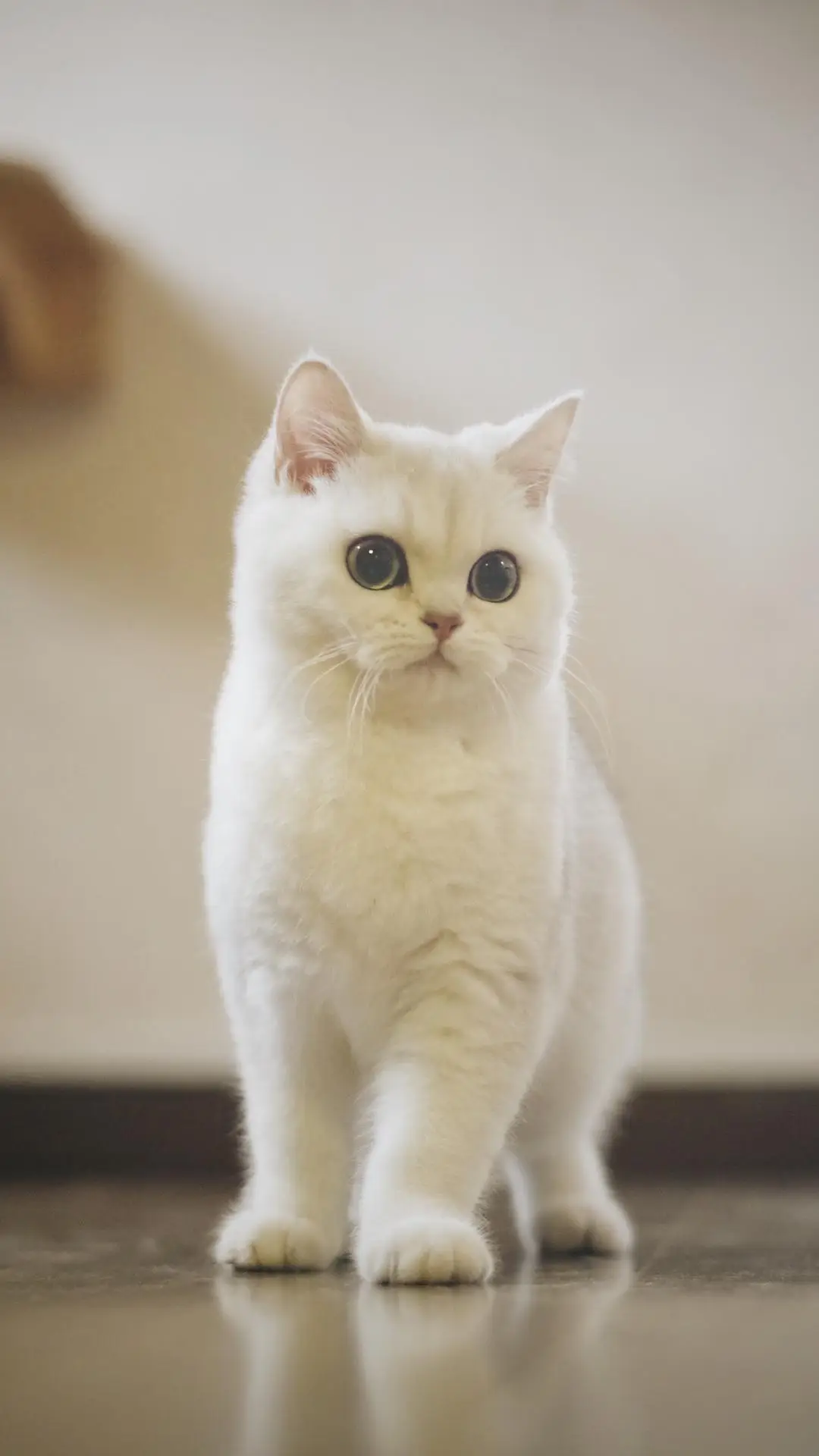 内心敏感的小猫咪 - Screenshot 1