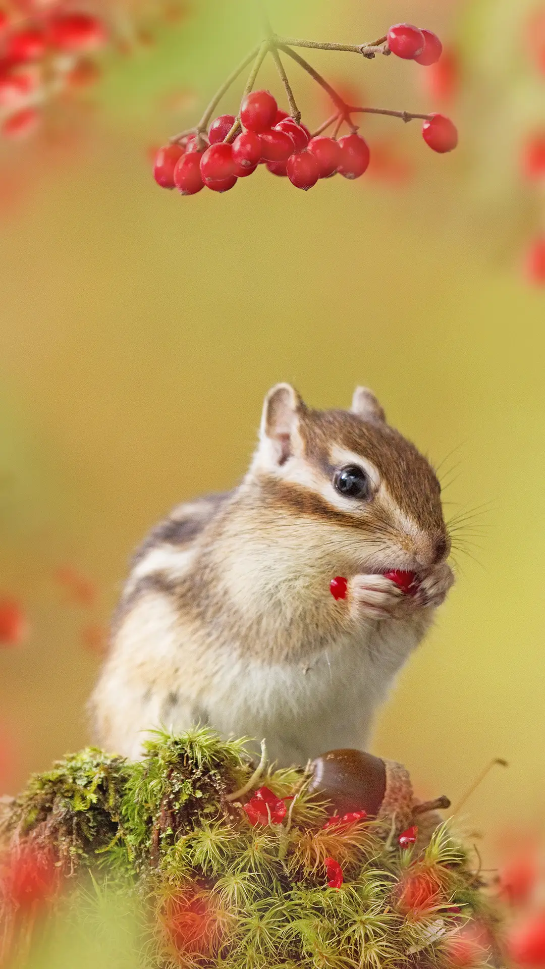 小松鼠 -视觉中国 - Screenshot 1