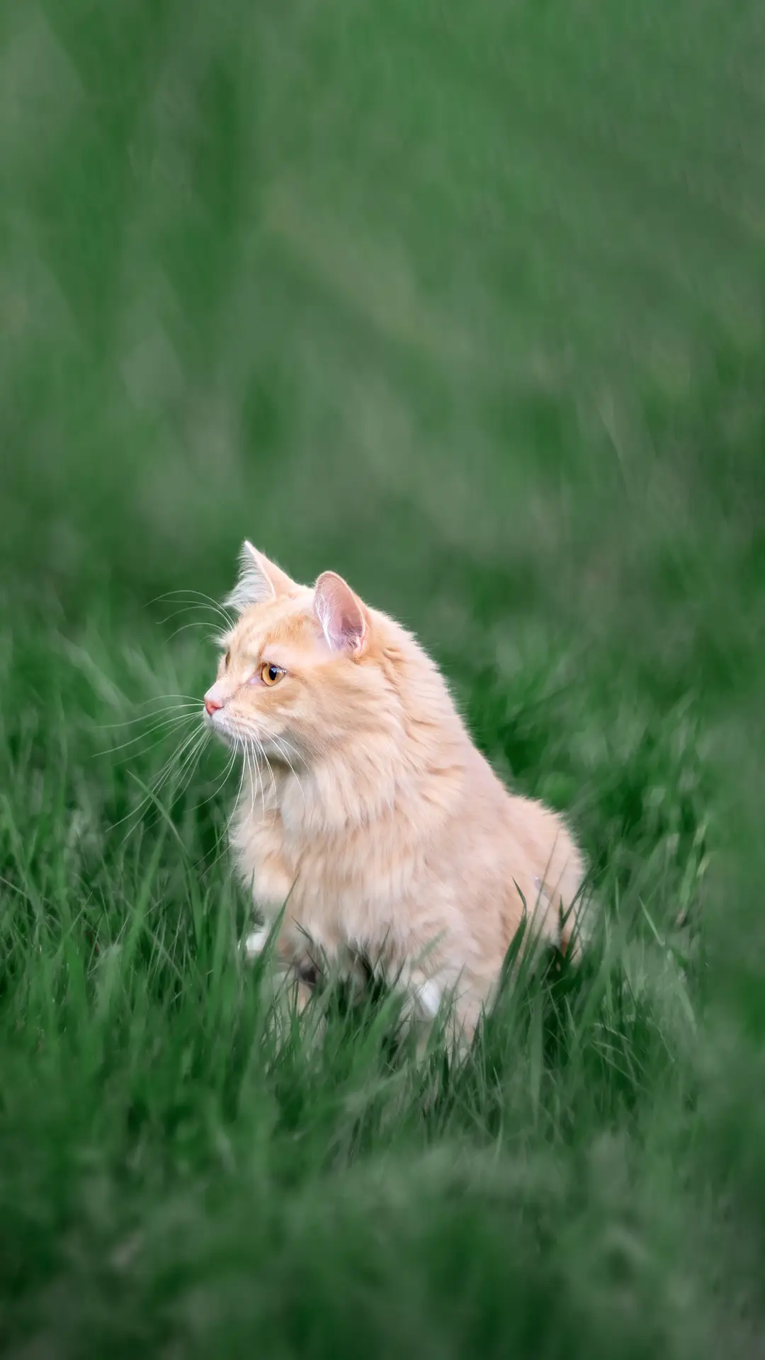 可爱猫咪-锐景创意