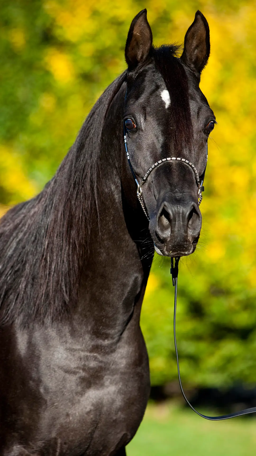 在骏马的世界里 - Screenshot 1