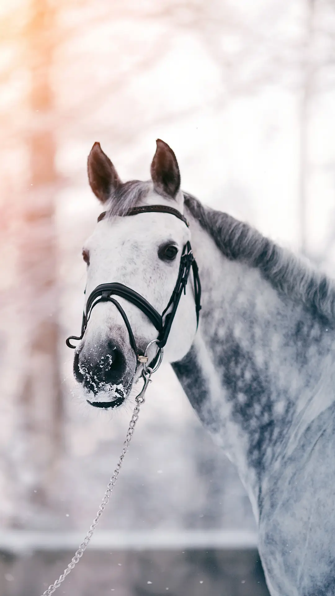 在骏马的世界里