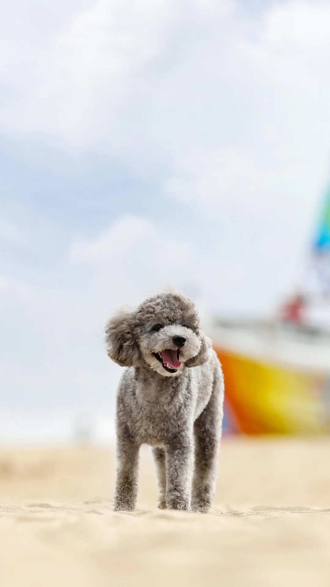 狗狗为何突然腿瘸了