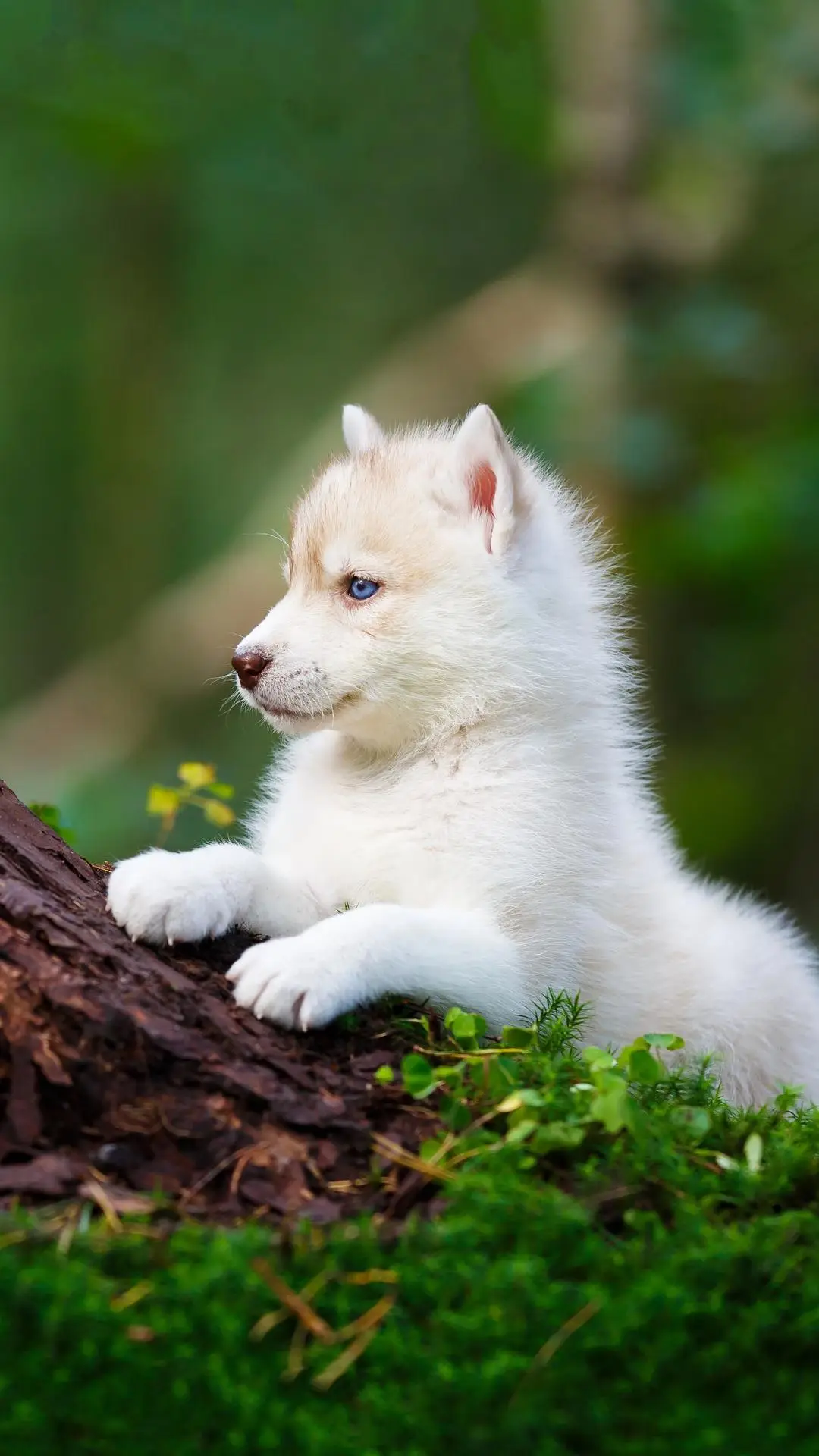 性格超好的哈士奇