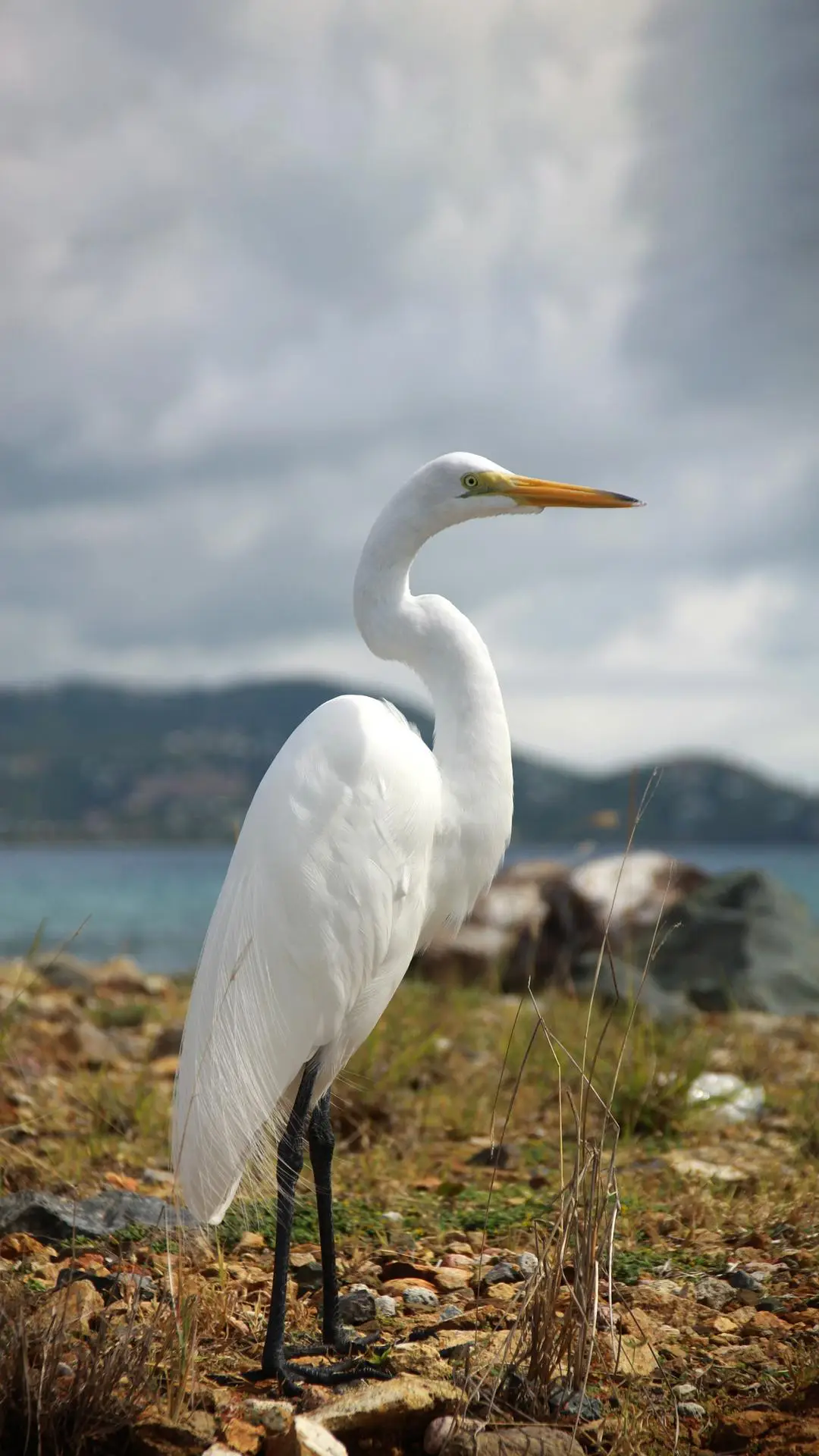 体态轻盈的白鹭