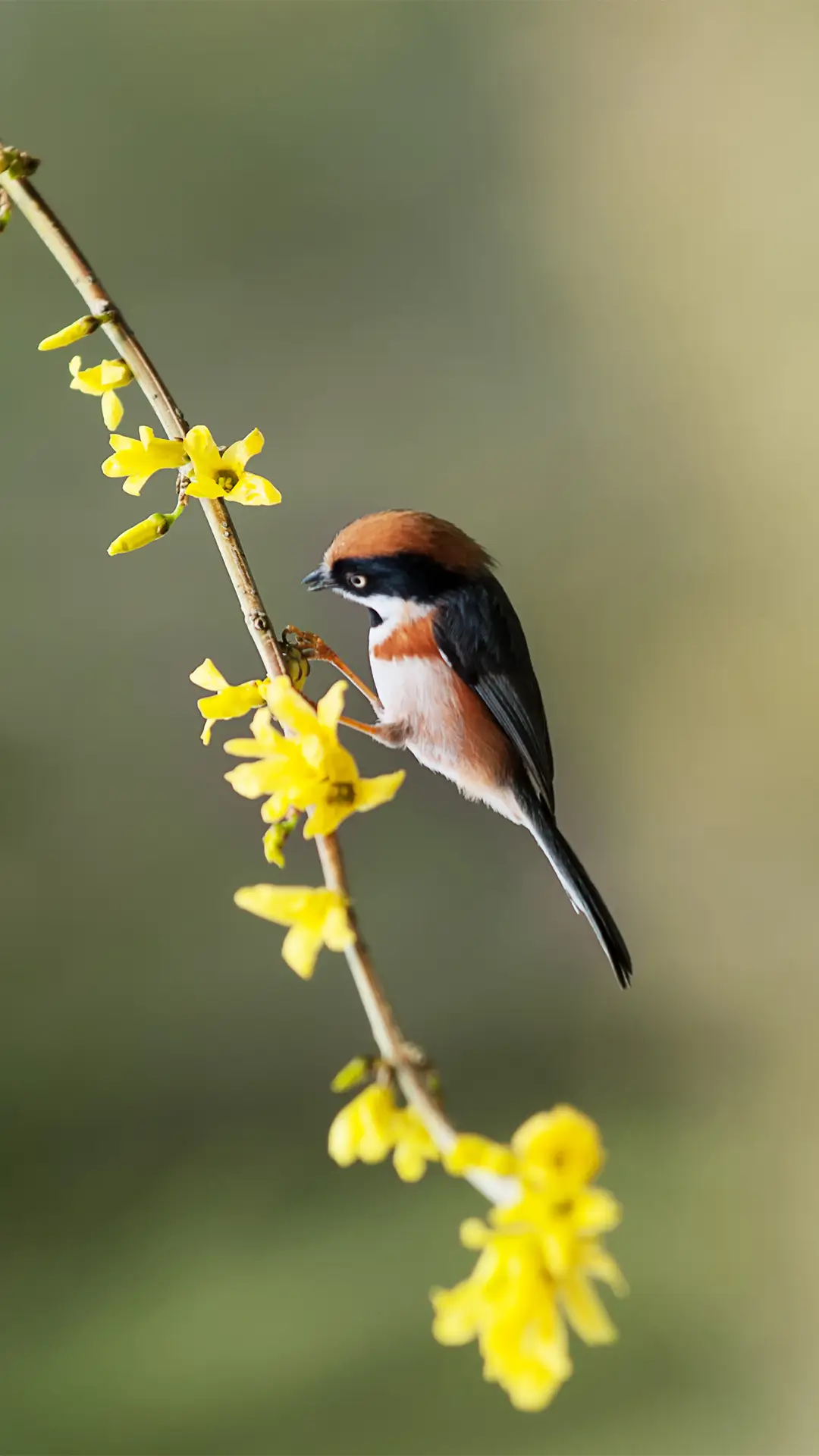 超可爱小鸟壁纸-锐景创意 - Screenshot 1