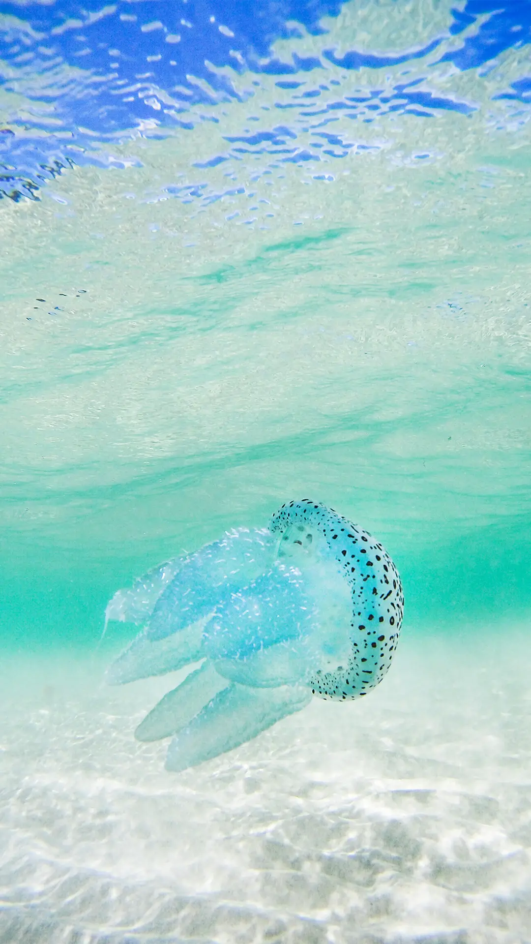 海洋里最美的舞者