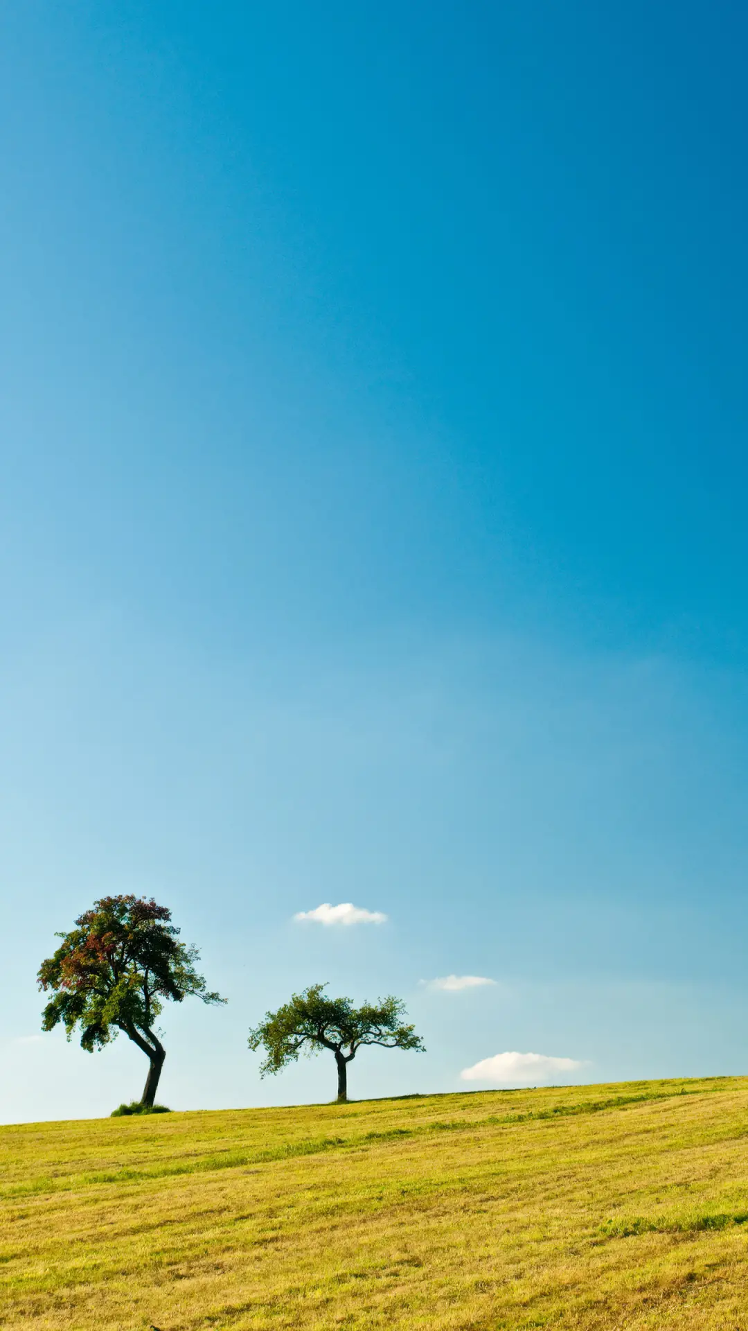 绿色护眼壁纸-拍信图库